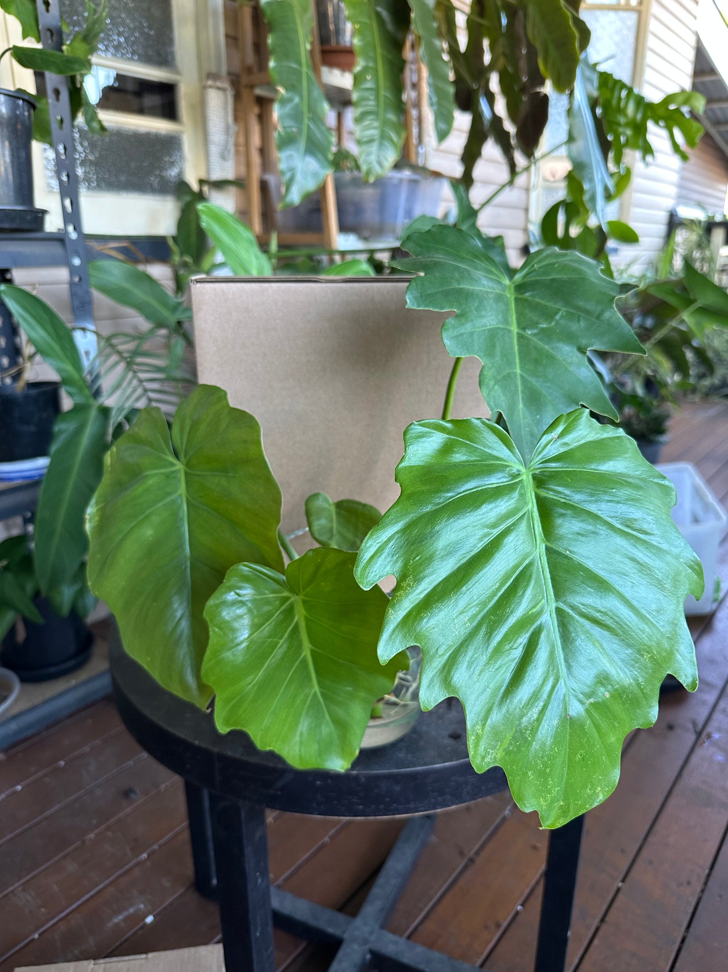 Small DIY Plant Box w/Cuttings Only