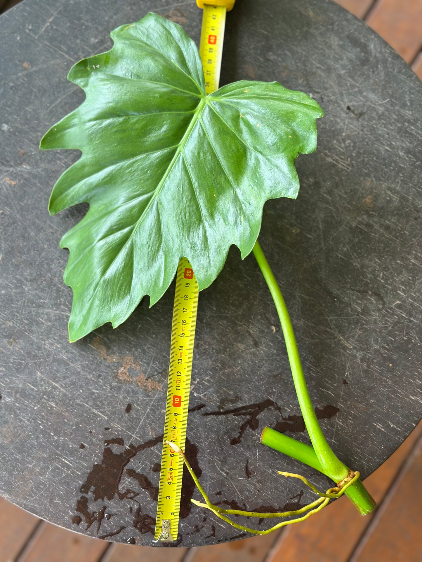 Philodendron Lacerum — Established Plants