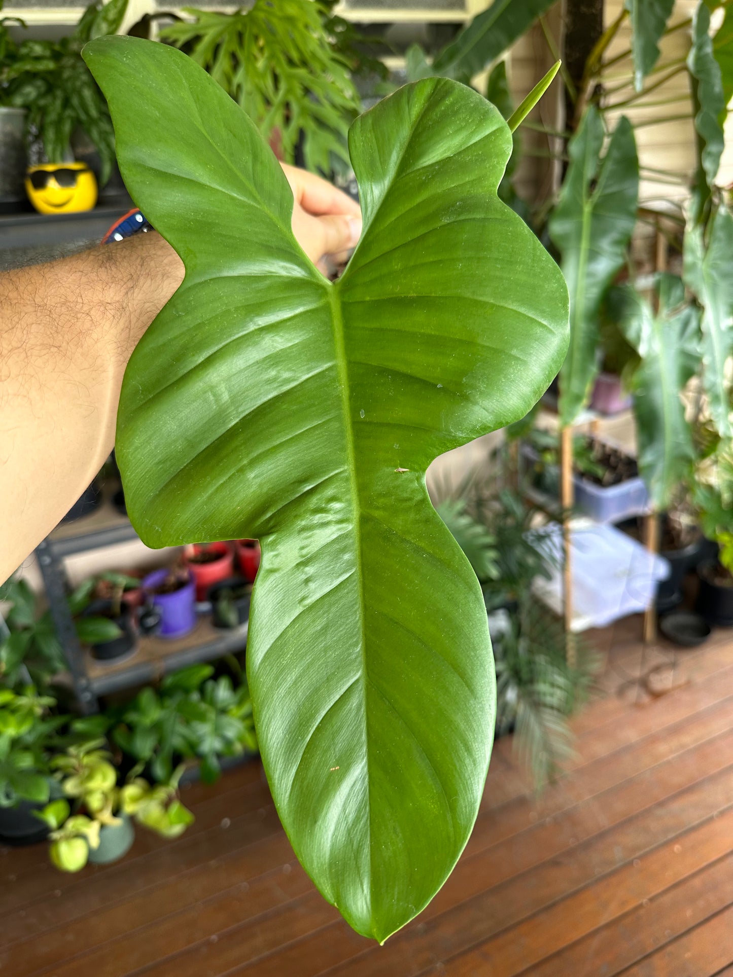 Philodendron Bipennifolium Cuttings