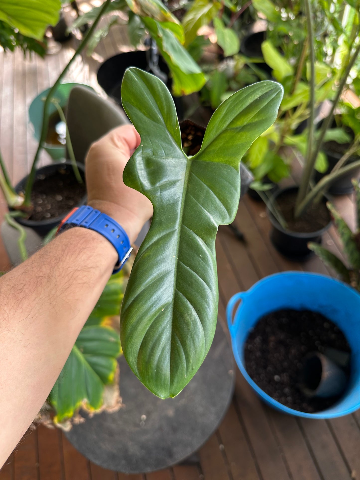 Philodendron Bipennifolium Cuttings