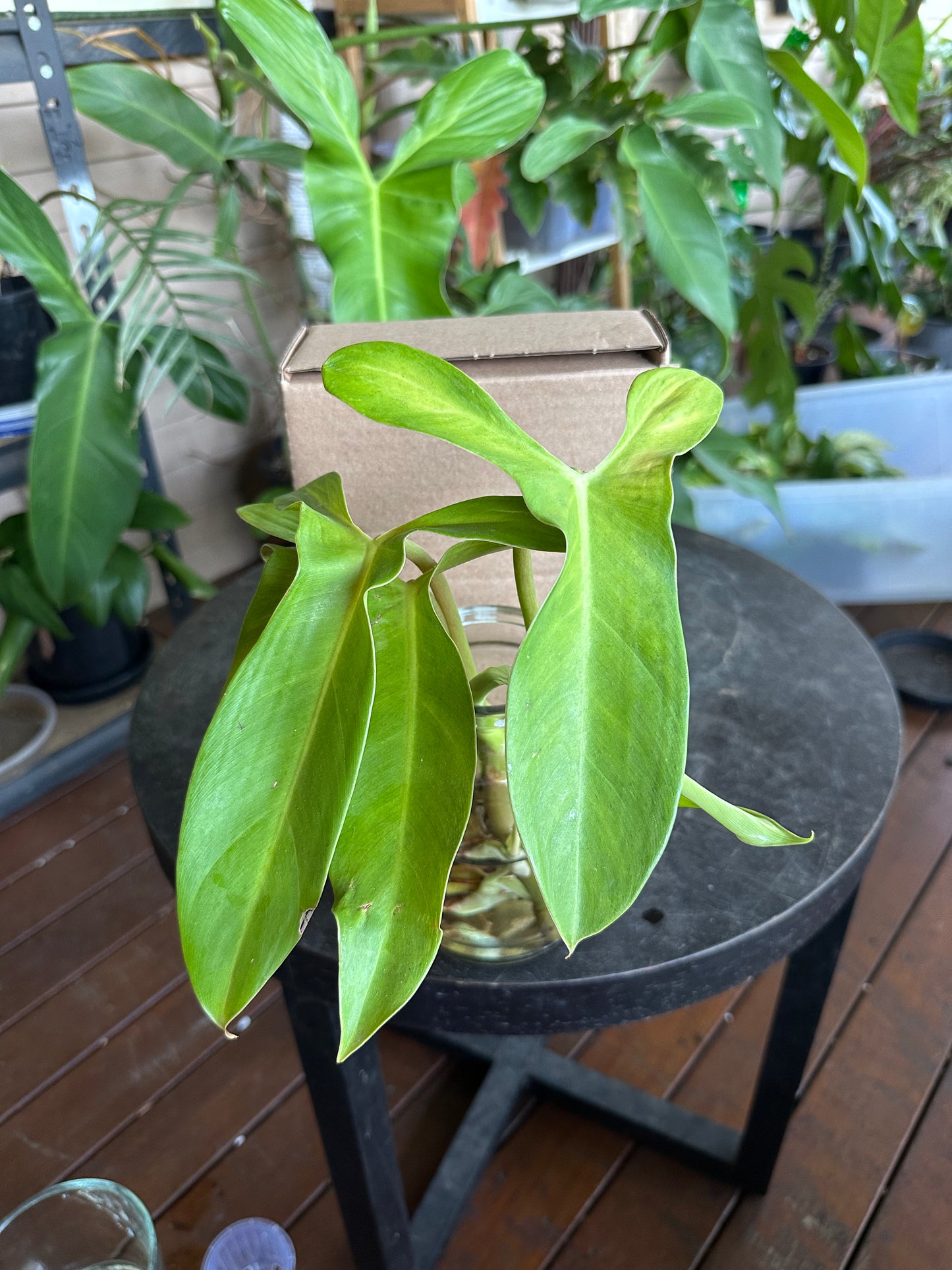 Small DIY Plant Box w/Cuttings Only