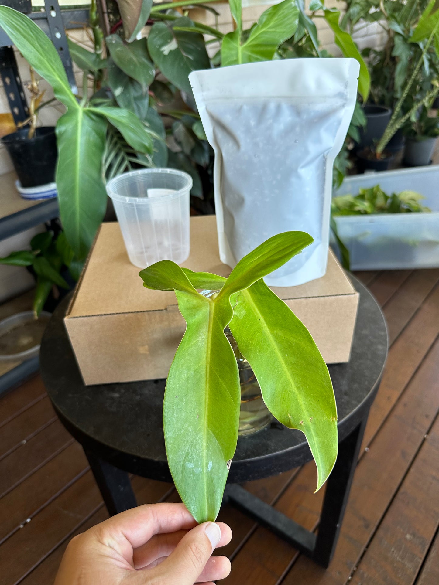 Medium Starter Kit DIY Propagation Box