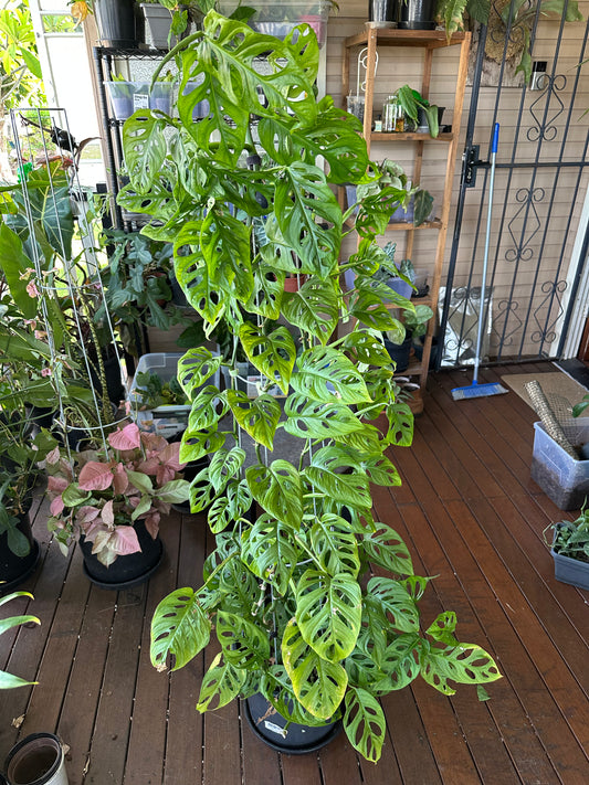 Monstera Adansonii Cuttings