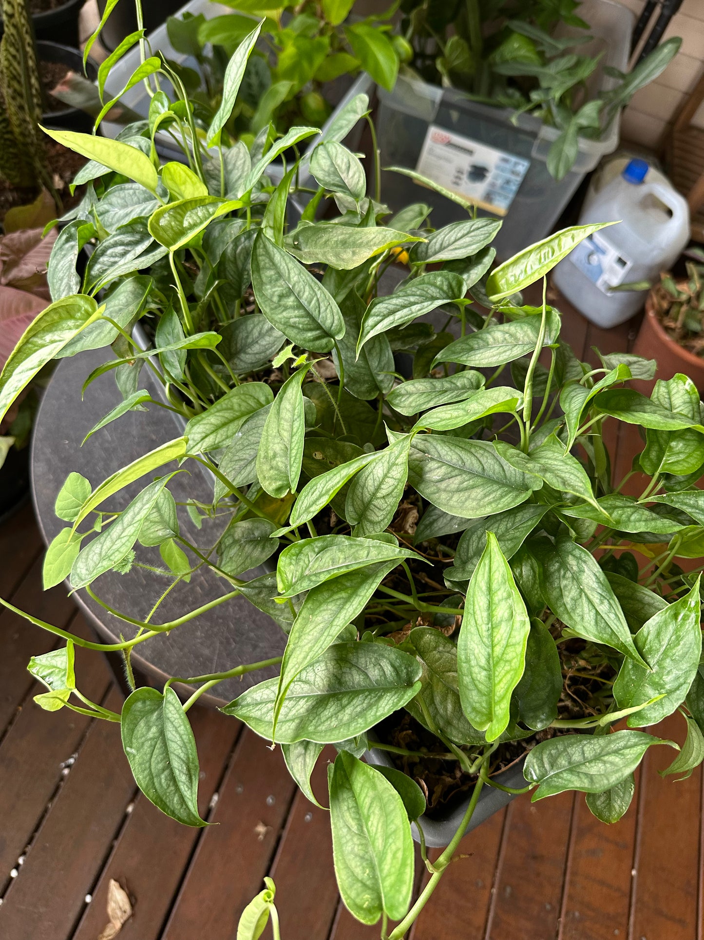 Monstera Siltepecana Cuttings