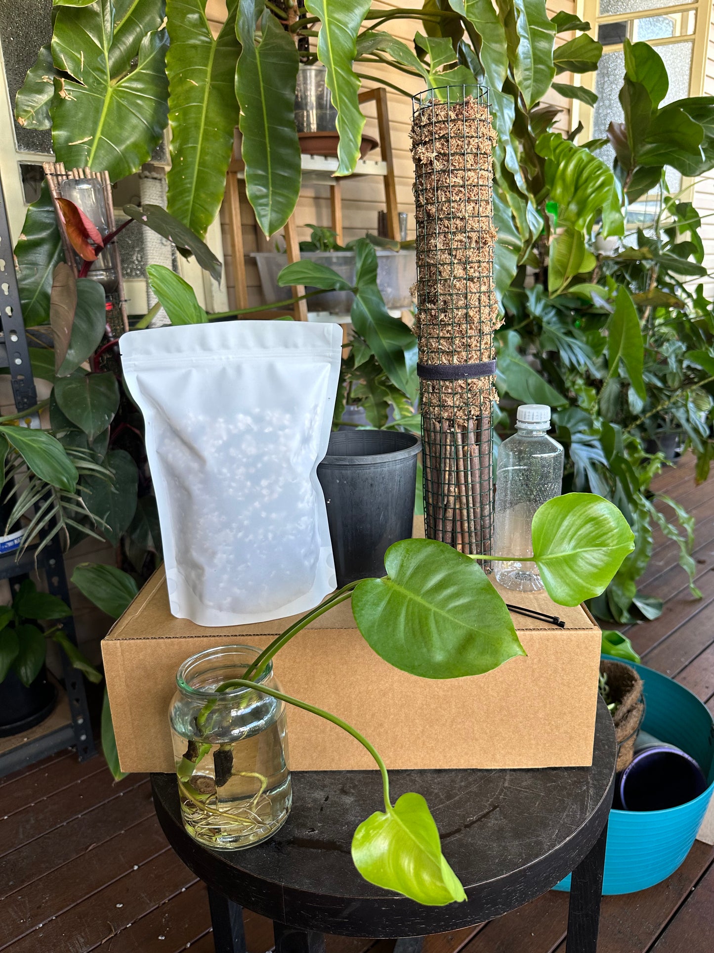 Large DIY Plant Box w/Moss Pole and Cuttings