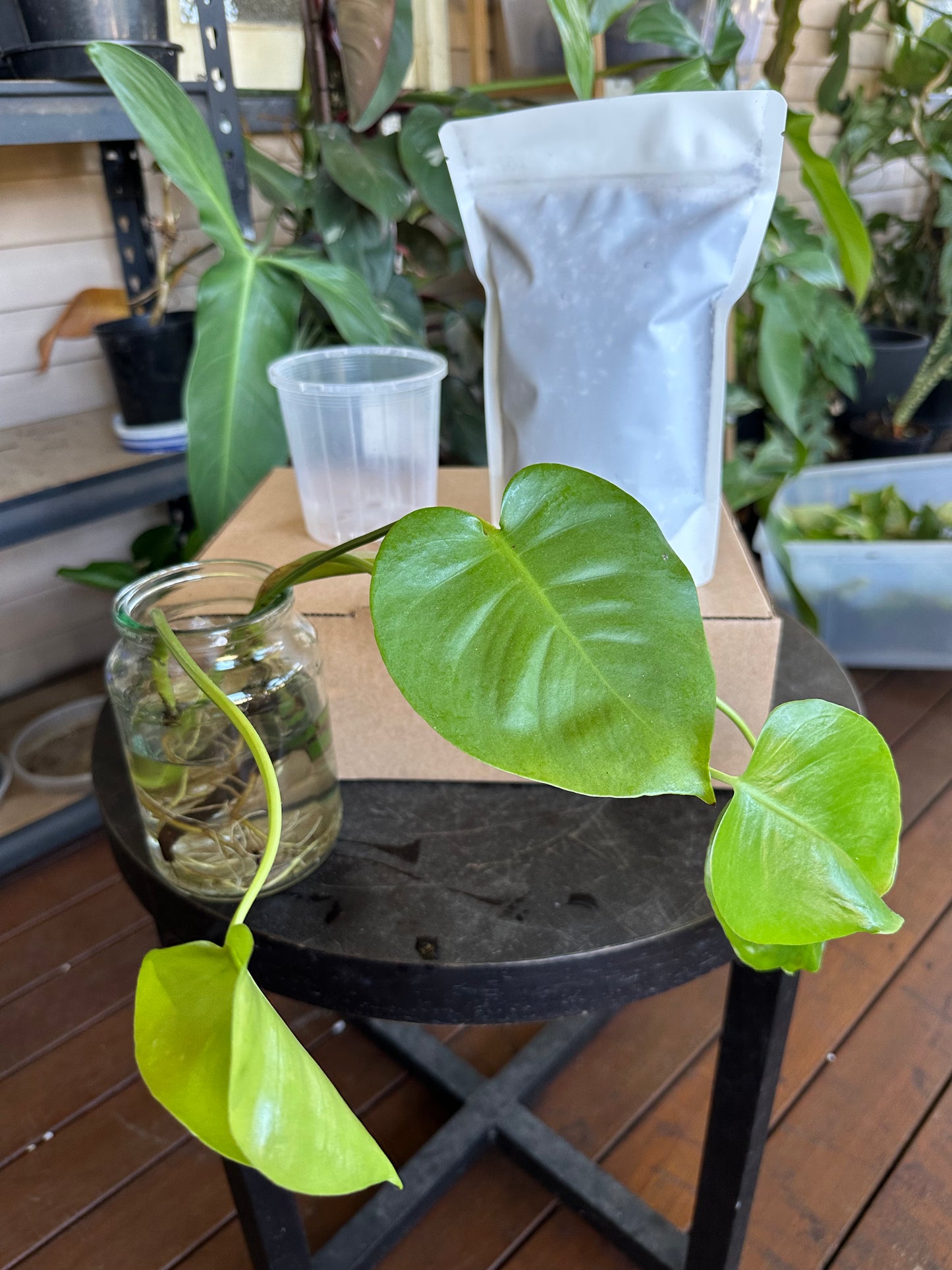 Medium Starter Kit DIY Propagation Box