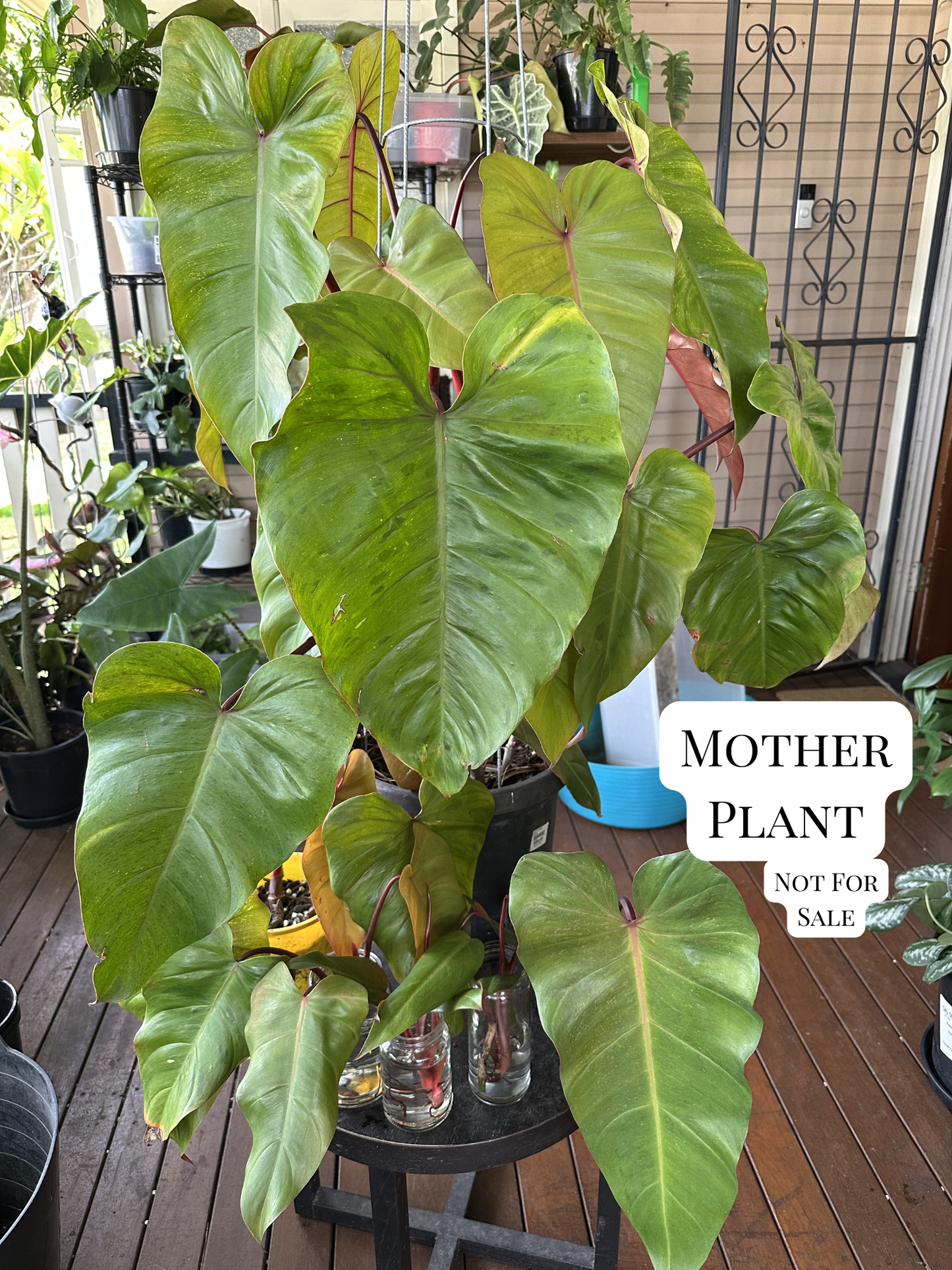 Philodendron Emerald Red — Cuttings (Water &amp; Dirt Propagated Available)