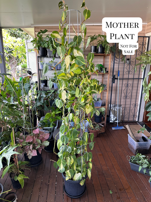 Philodendron Brasil Cuttings — Rooted & Ready to Grow