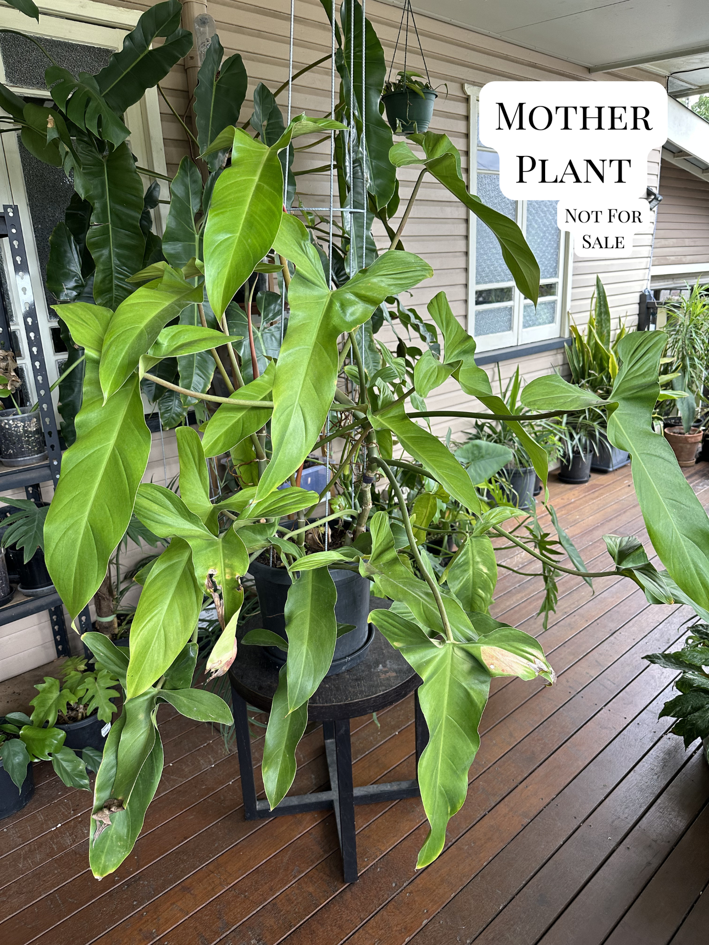 Philodendron Mexicanum — Water Propagated Cuttings