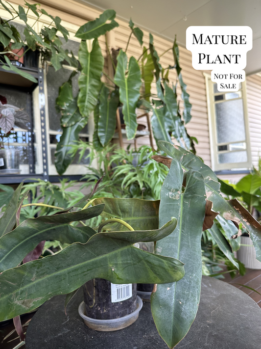 Philodendron Atabapoense — Rooted Cuttings (Potted)