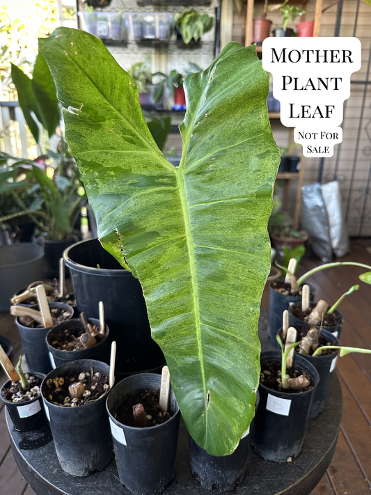 Philodendron Paraiso Verde — Baby Plants