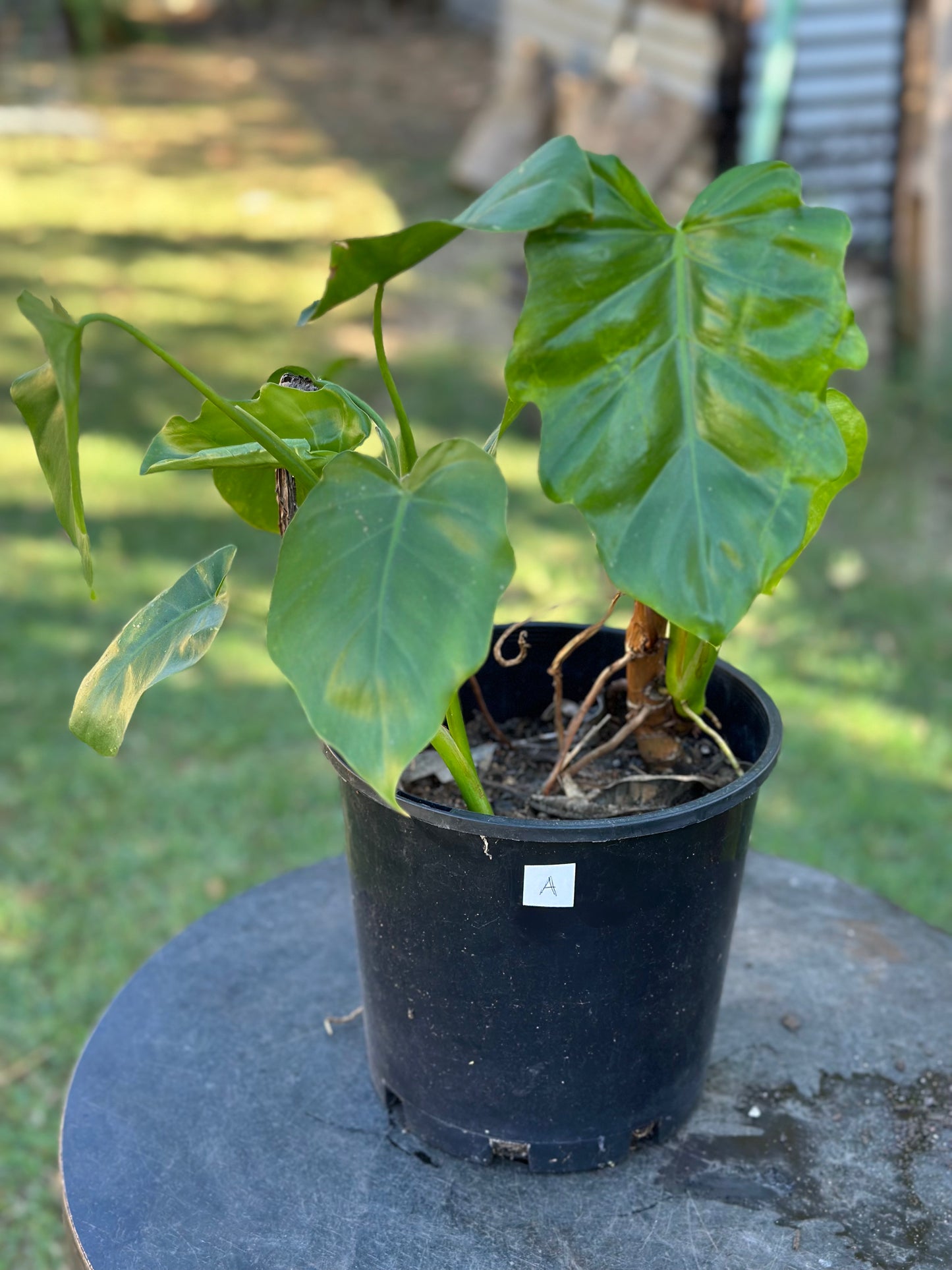 Philodendron Lacerum — Established Plants