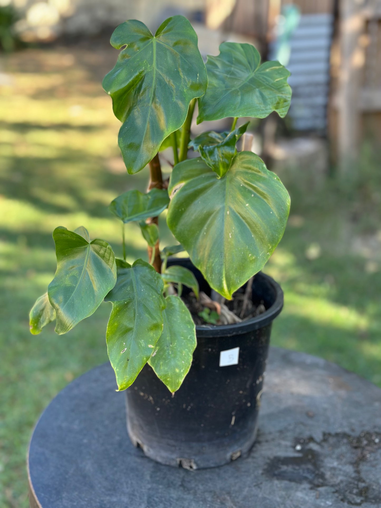 Philodendron Lacerum — Established Plants