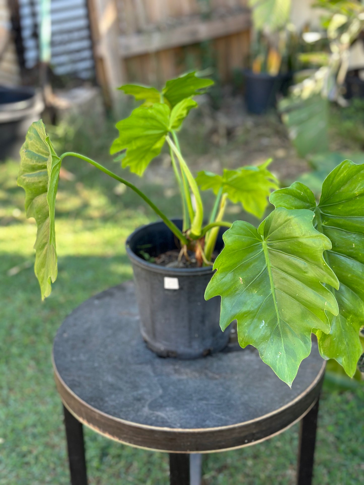 Philodendron Lacerum — Established Plants