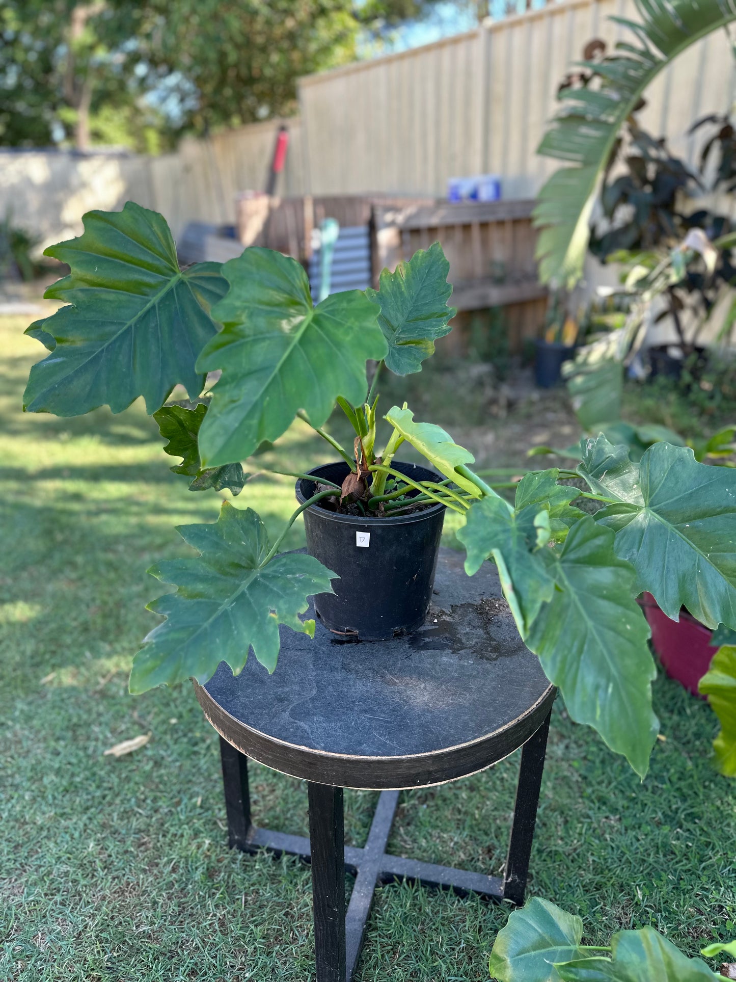 Philodendron Lacerum — Established Plants