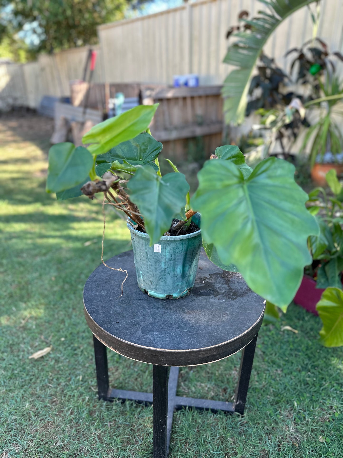 Philodendron Lacerum — Established Plants