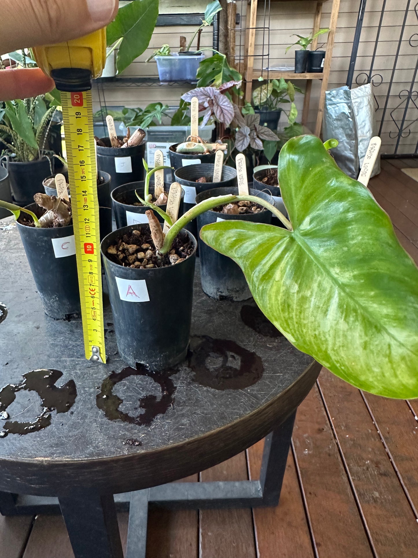 Philodendron Paraiso Verde — Baby Plants