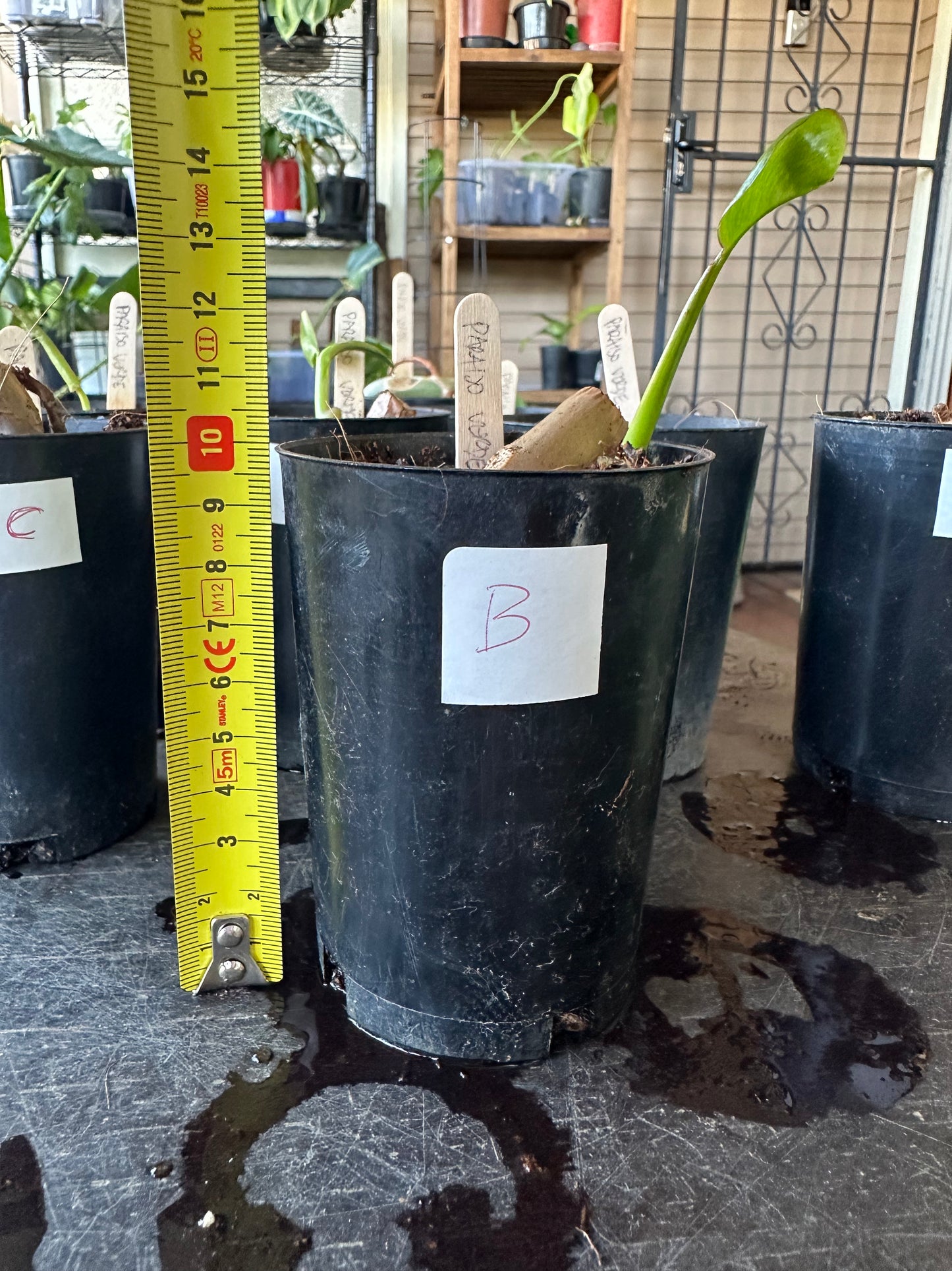Philodendron Paraiso Verde — Baby Plants
