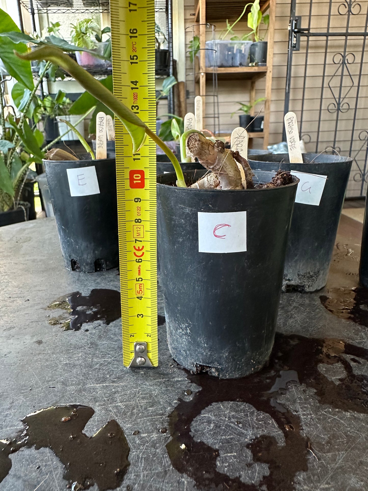 Philodendron Paraiso Verde — Baby Plants