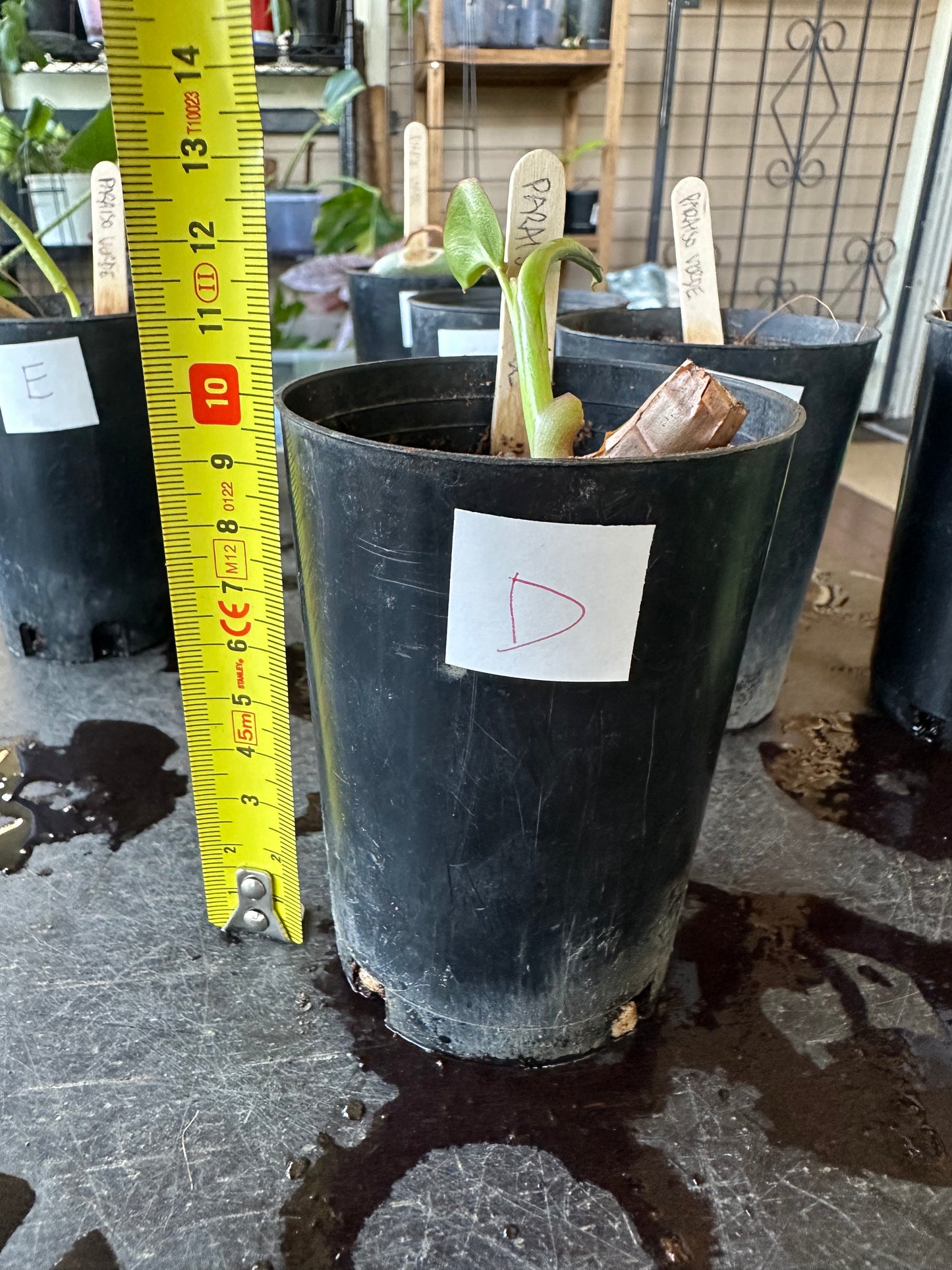 Philodendron Paraiso Verde — Baby Plants