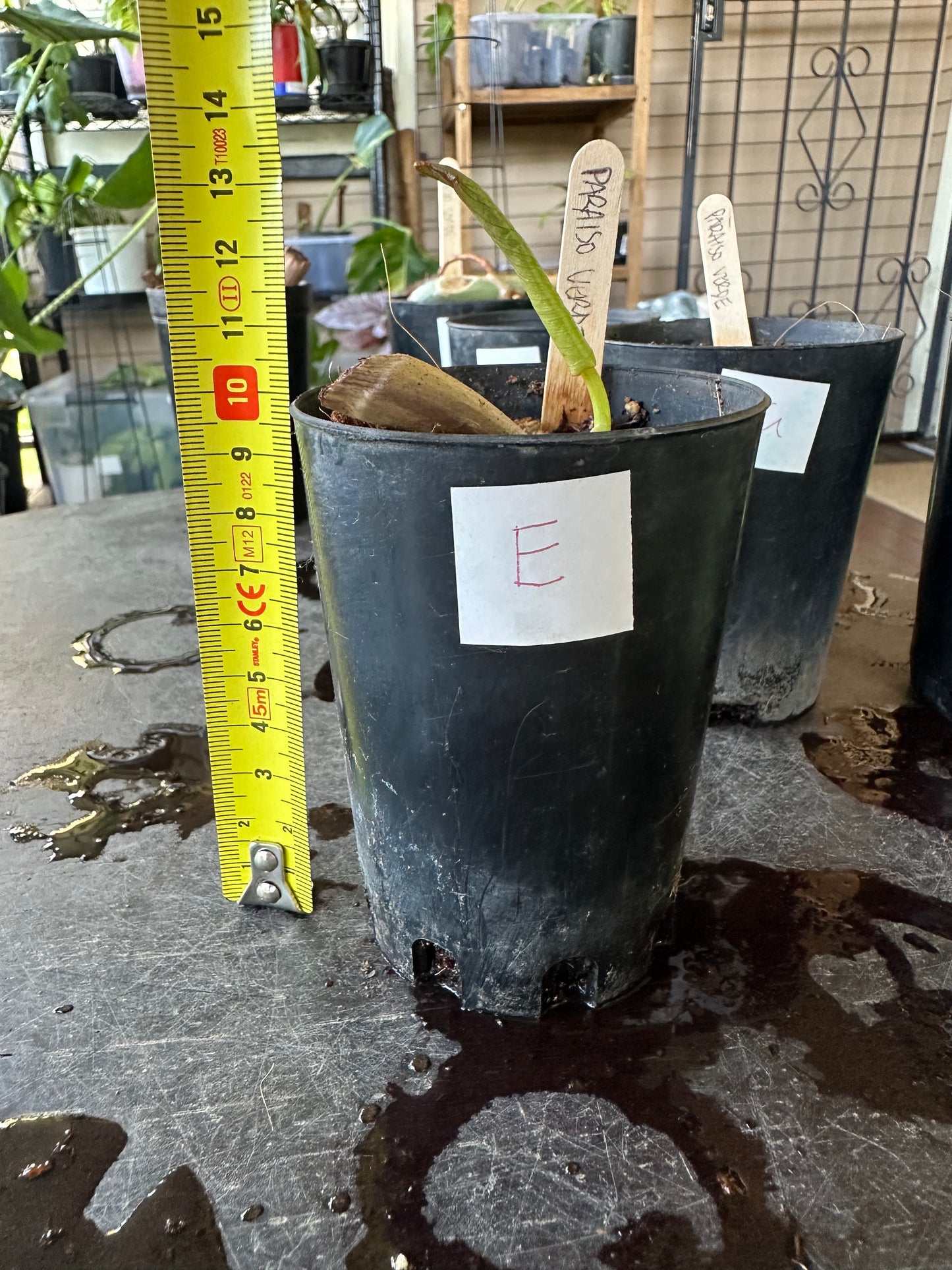 Philodendron Paraiso Verde — Baby Plants