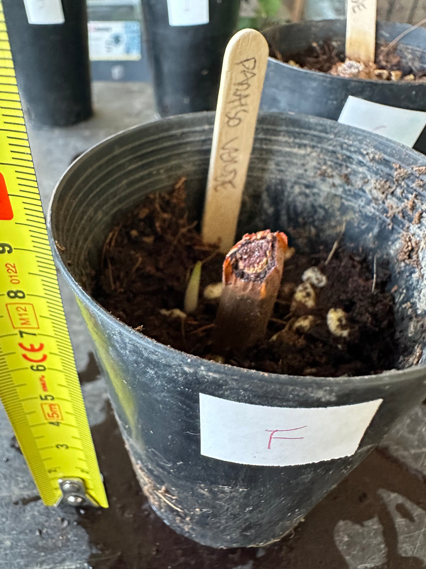Philodendron Paraiso Verde — Baby Plants