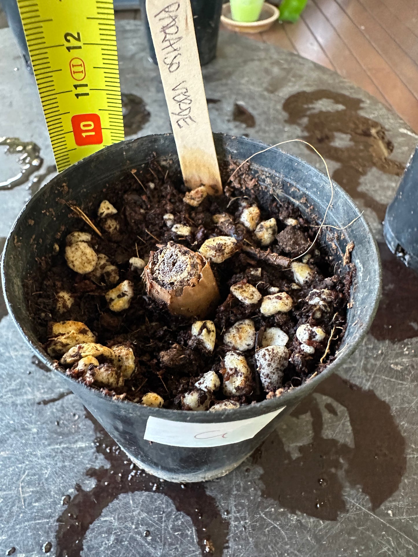Philodendron Paraiso Verde — Baby Plants