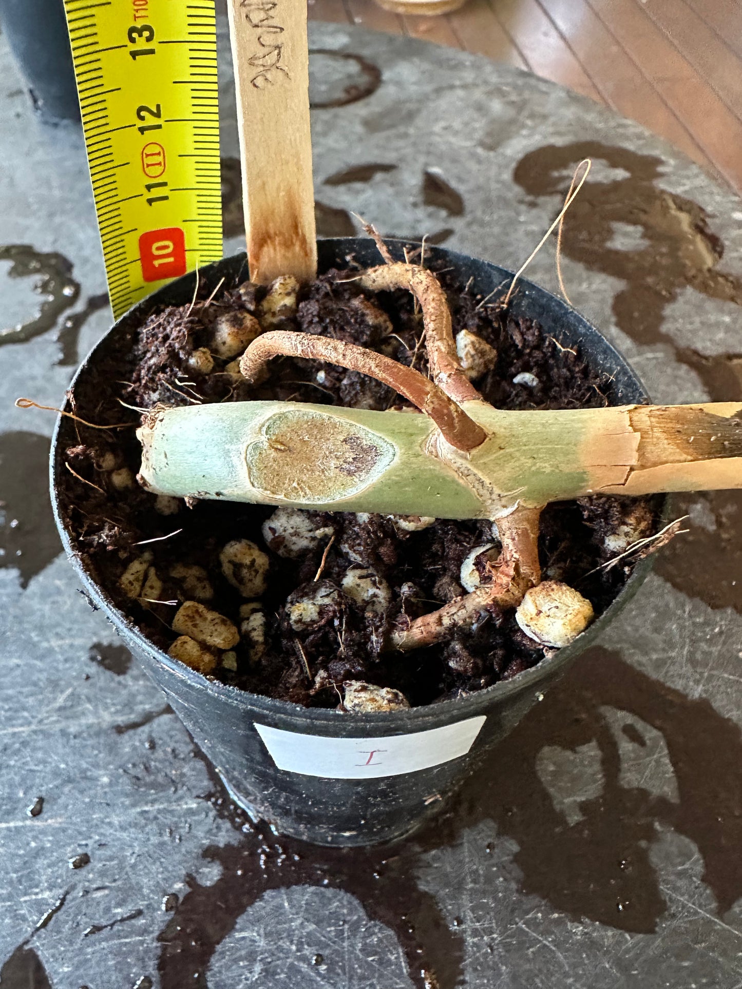 Philodendron Paraiso Verde — Baby Plants