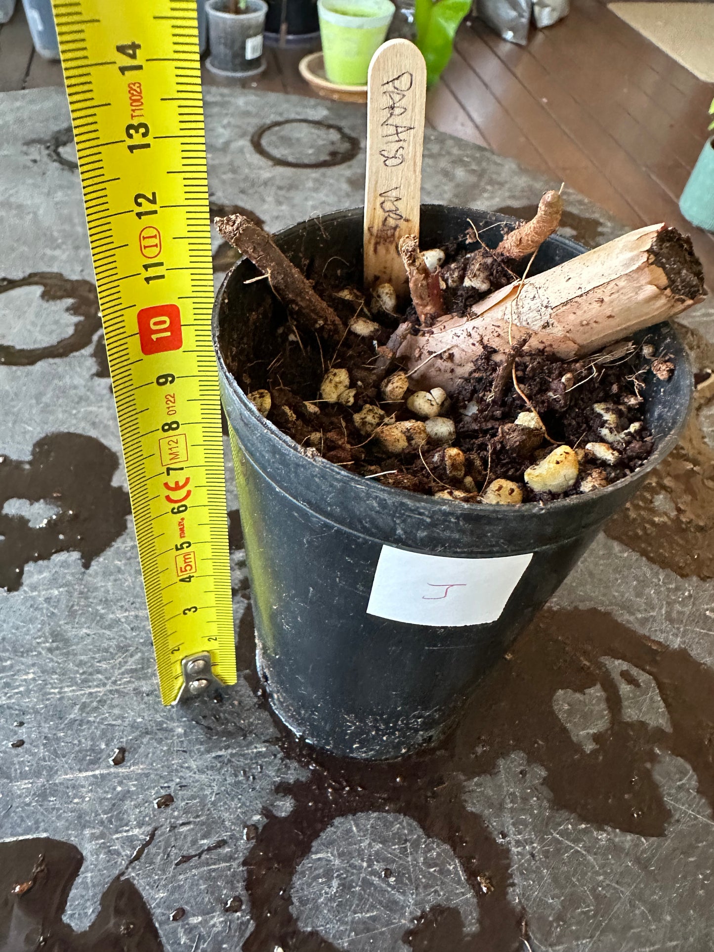 Philodendron Paraiso Verde — Baby Plants