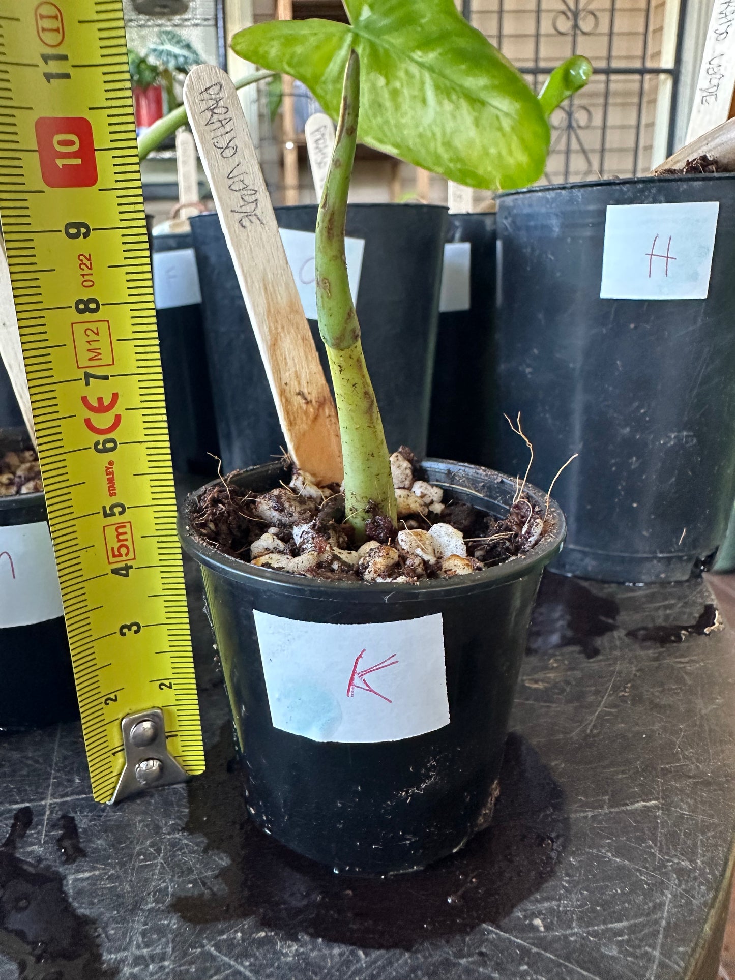 Philodendron Paraiso Verde — Baby Plants