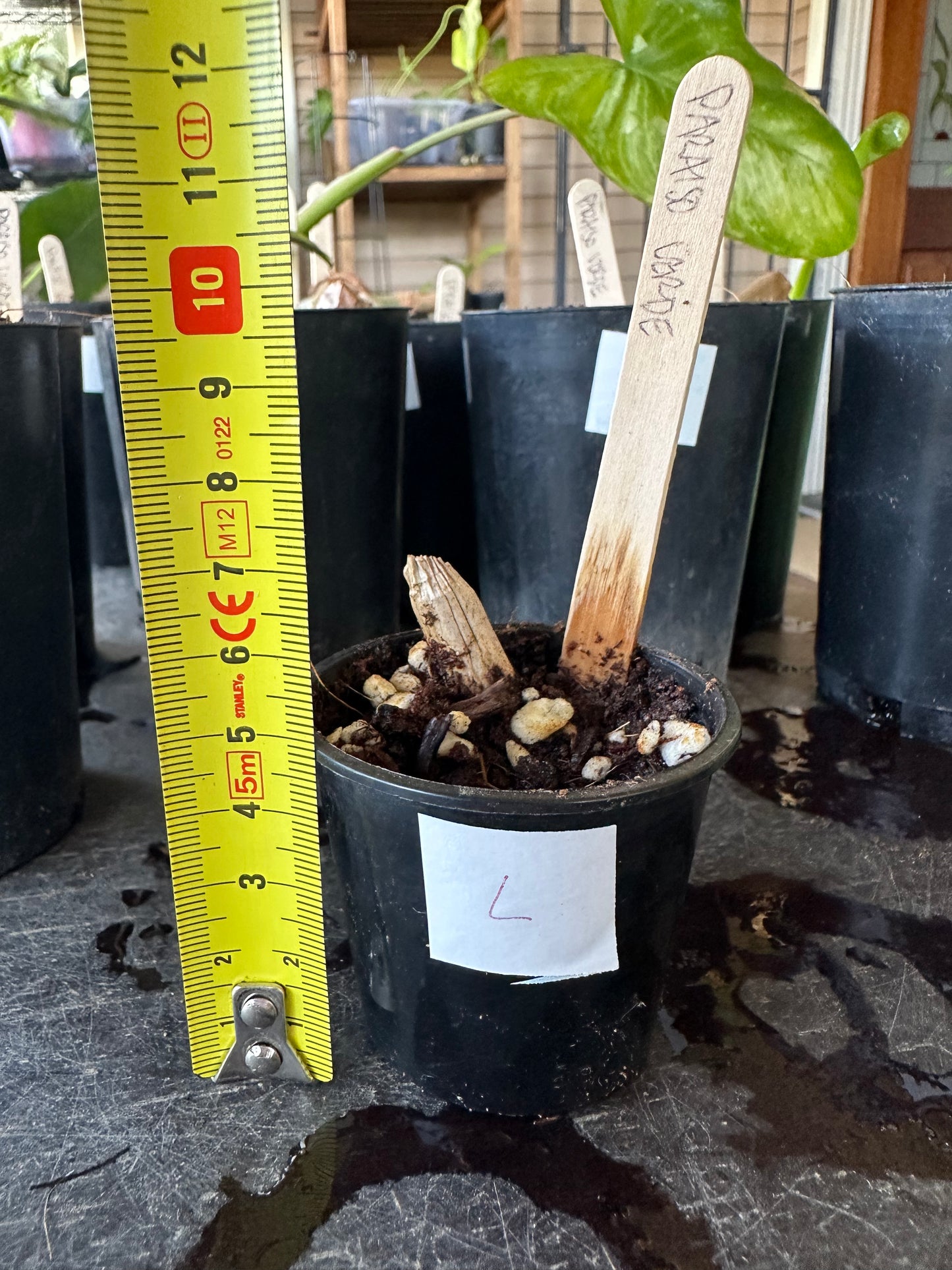 Philodendron Paraiso Verde — Baby Plants