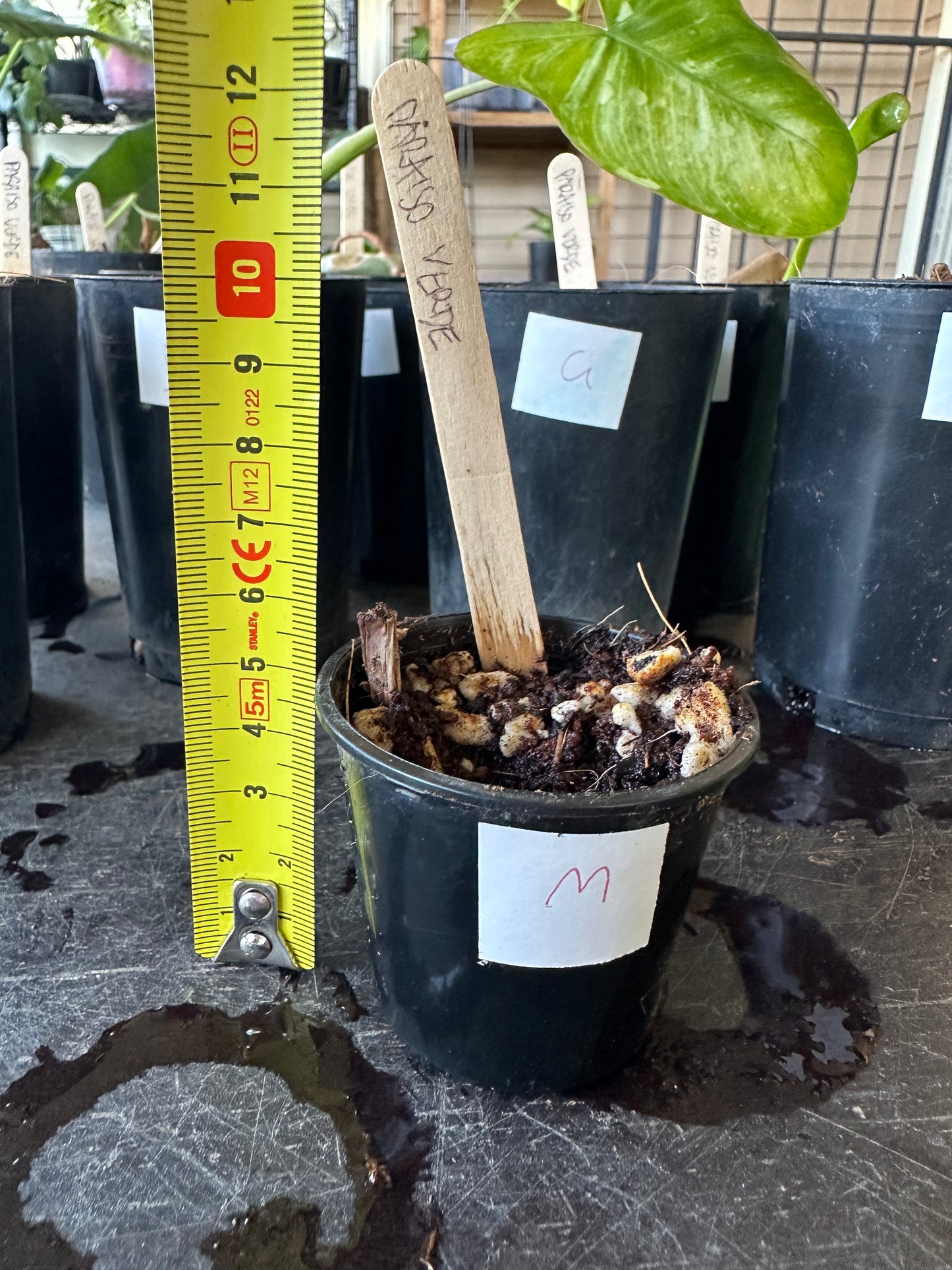 Philodendron Paraiso Verde — Baby Plants