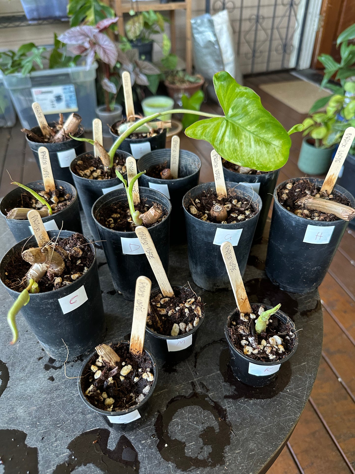 Philodendron Paraiso Verde — Baby Plants