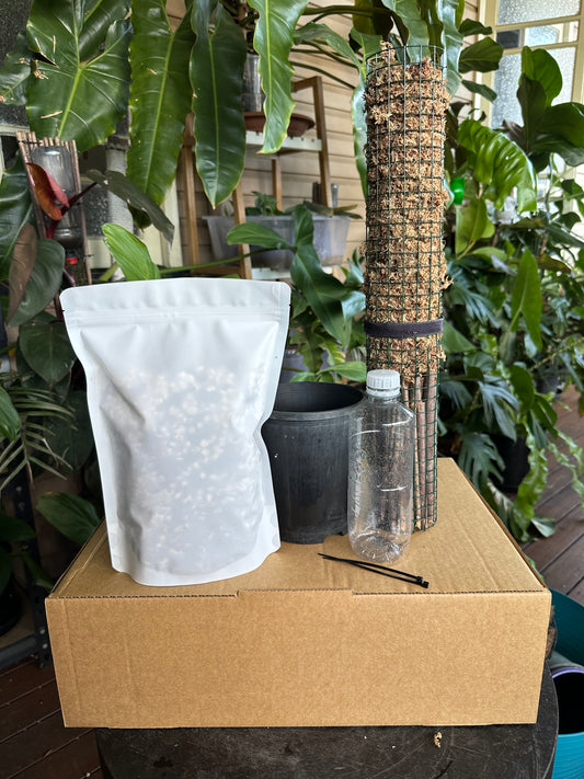 Large DIY Plant Box w/Moss Pole and Cuttings