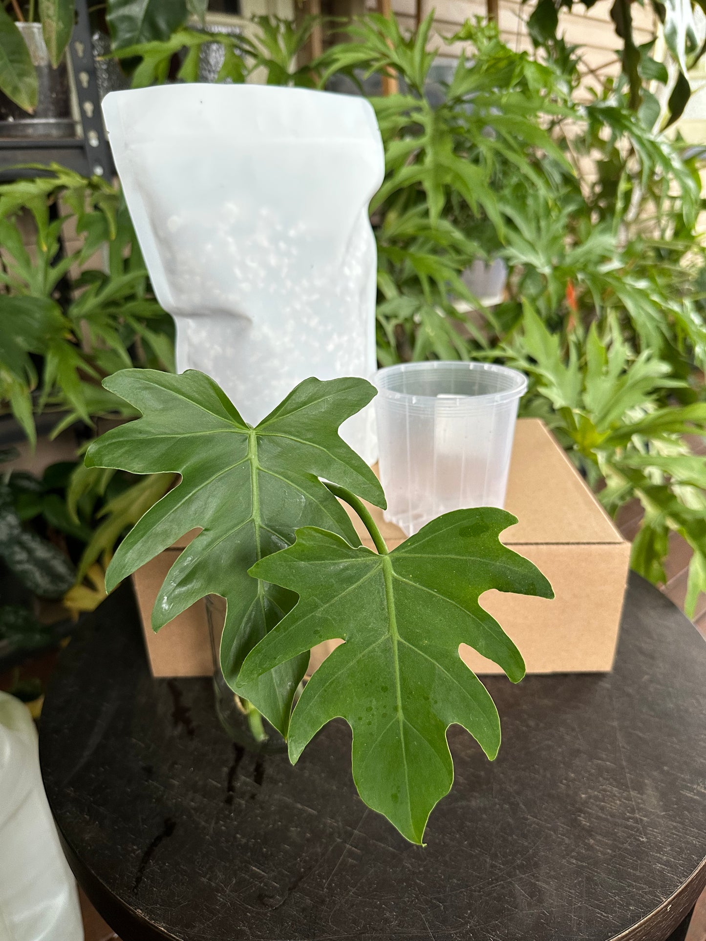 Medium Starter Kit DIY Propagation Box