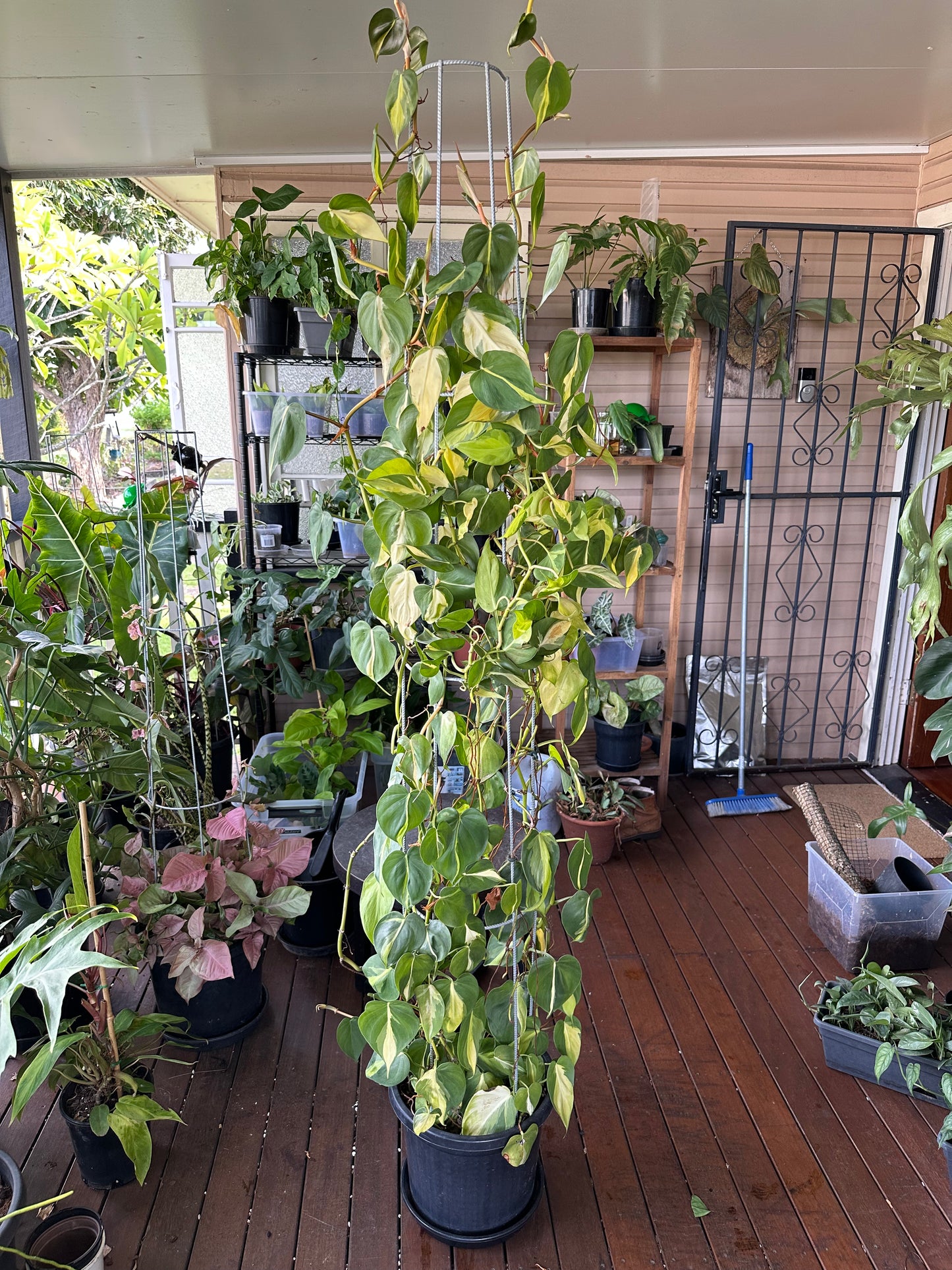 Philodendron Brasil Cuttings