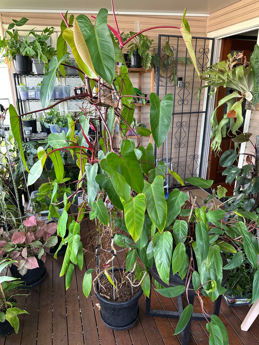 Philodendron Red Wing — Rooted Cuttings