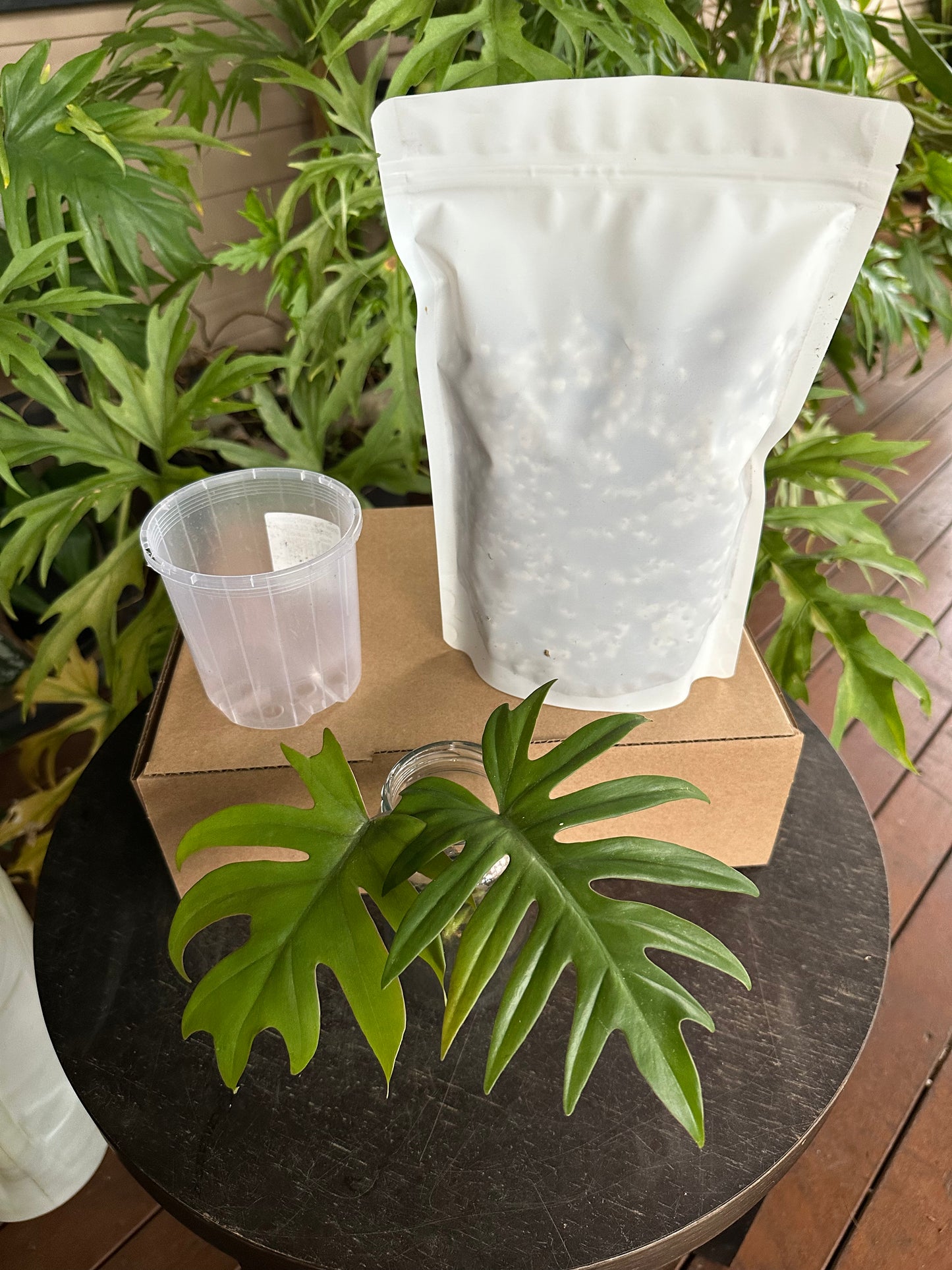 Medium Starter Kit DIY Propagation Box
