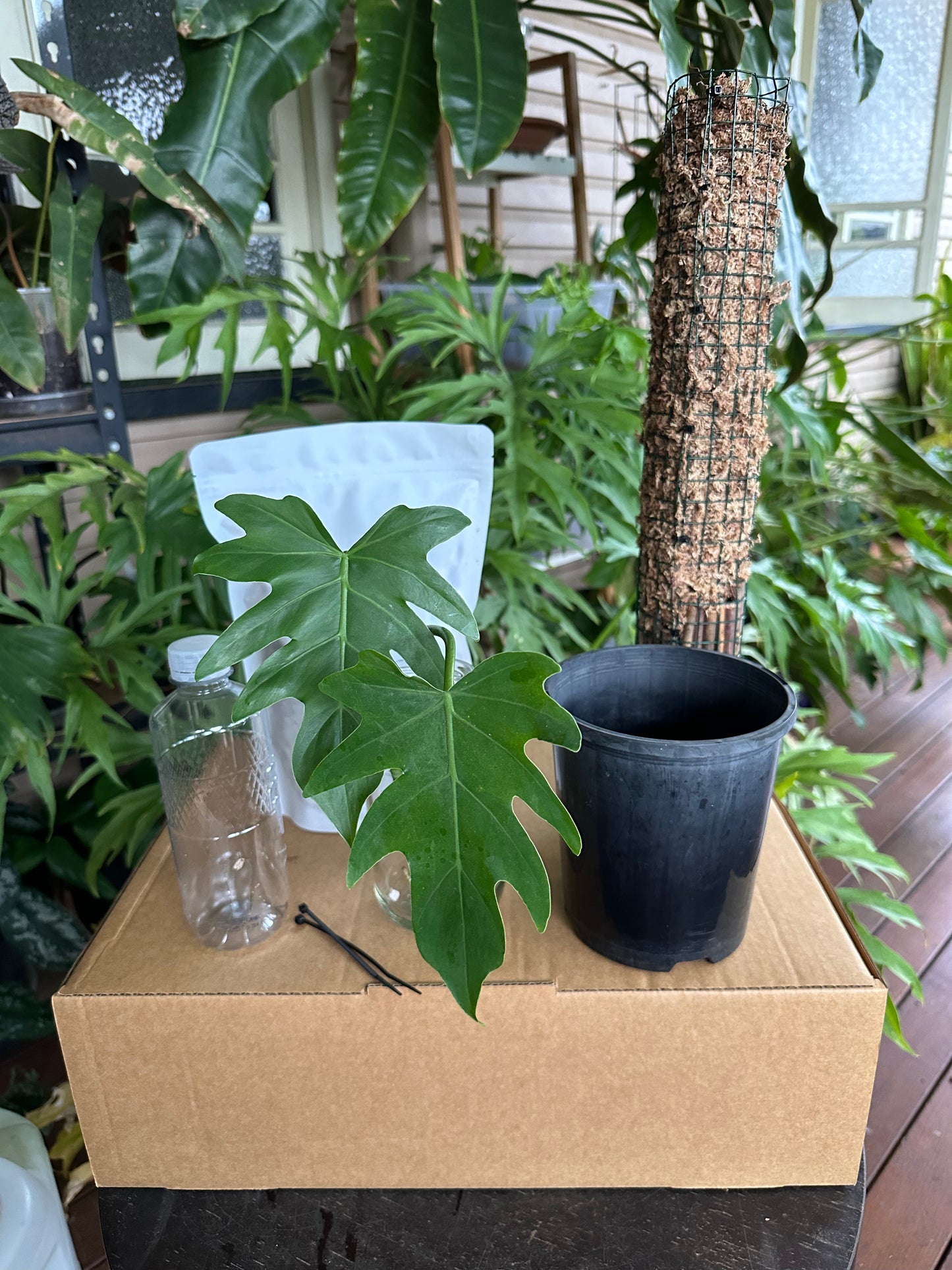 Large DIY Plant Box w/Moss Pole and Cuttings