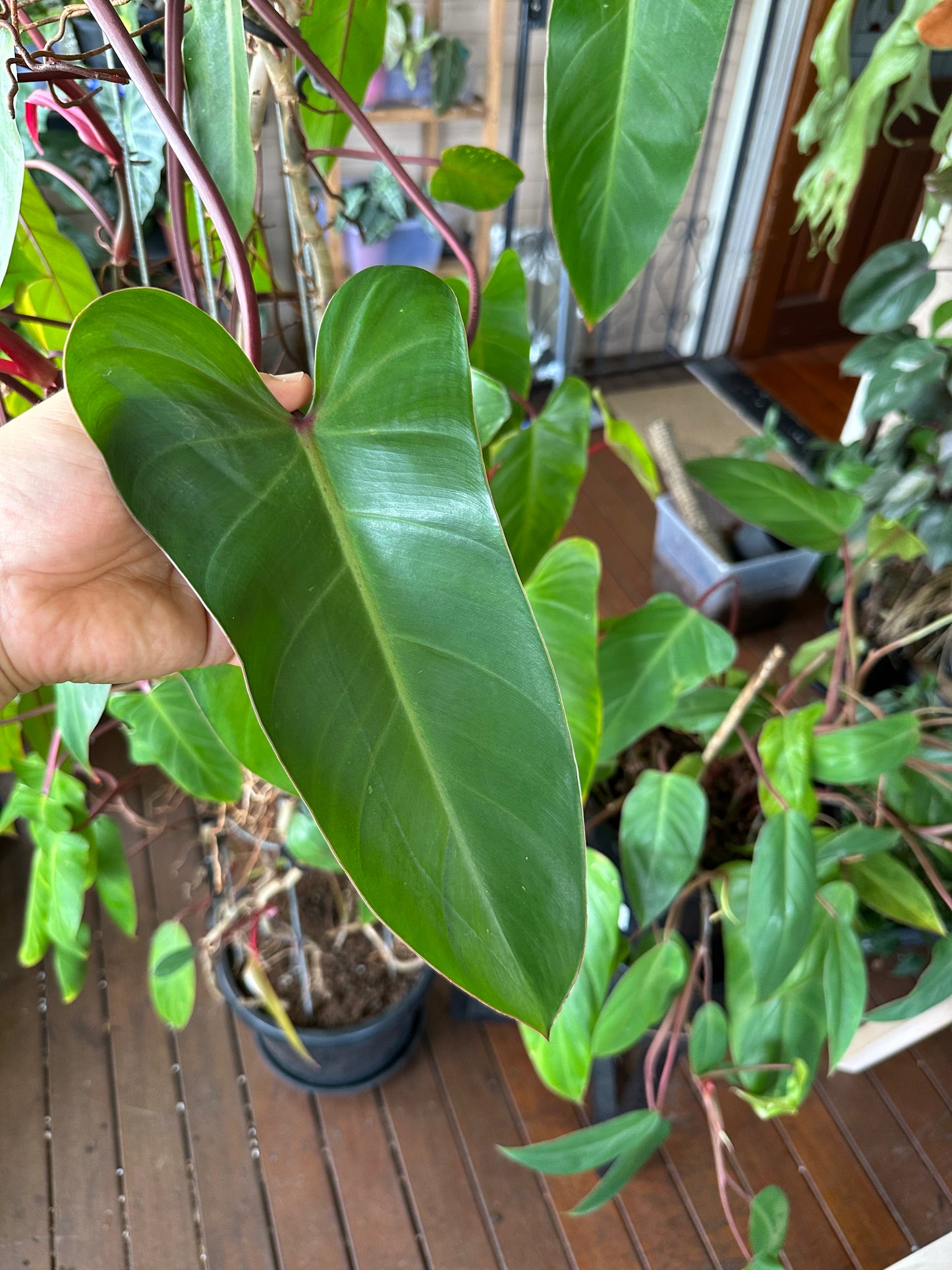 Philodendron Red Wing Cuttings