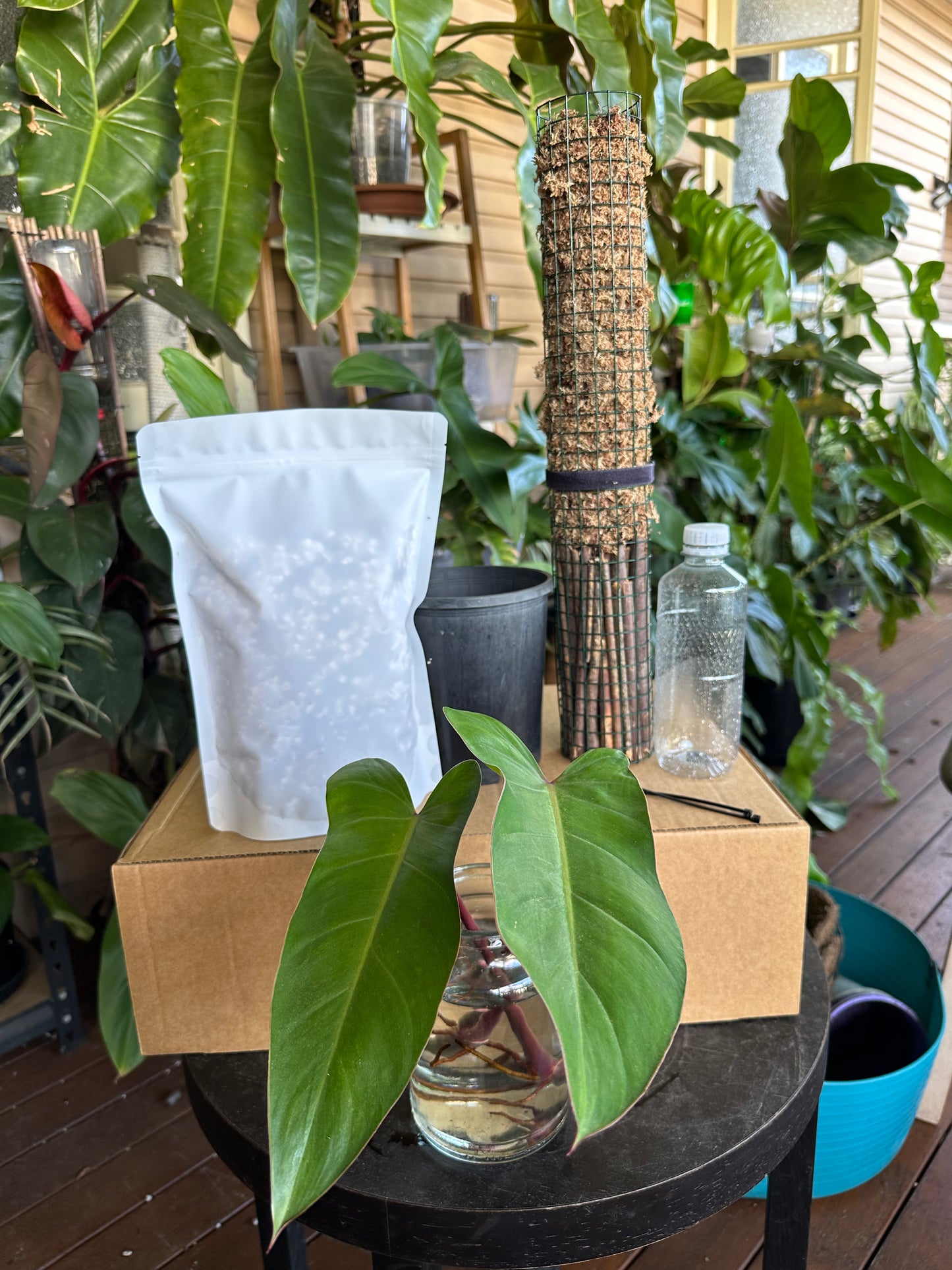 Large DIY Plant Box w/Moss Pole and Cuttings