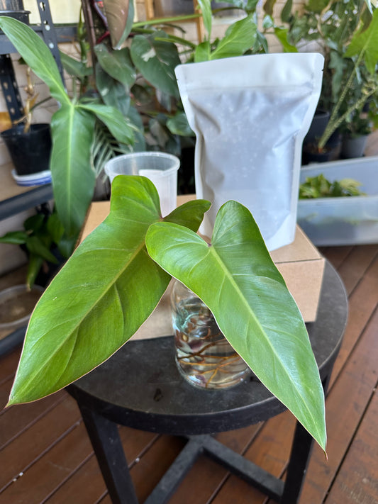 Medium Starter Kit DIY Propagation Box