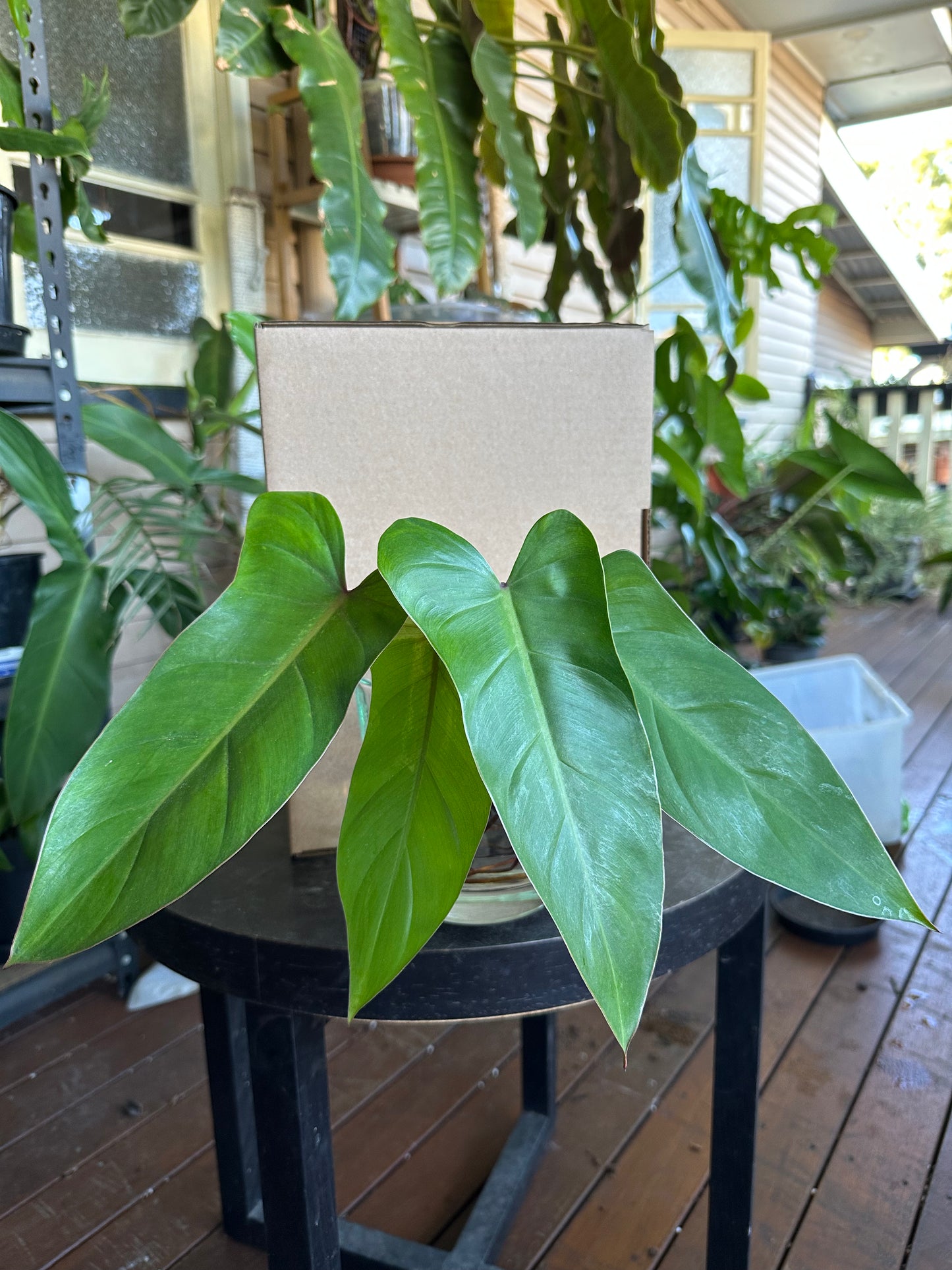 Small DIY Plant Box w/Cuttings Only