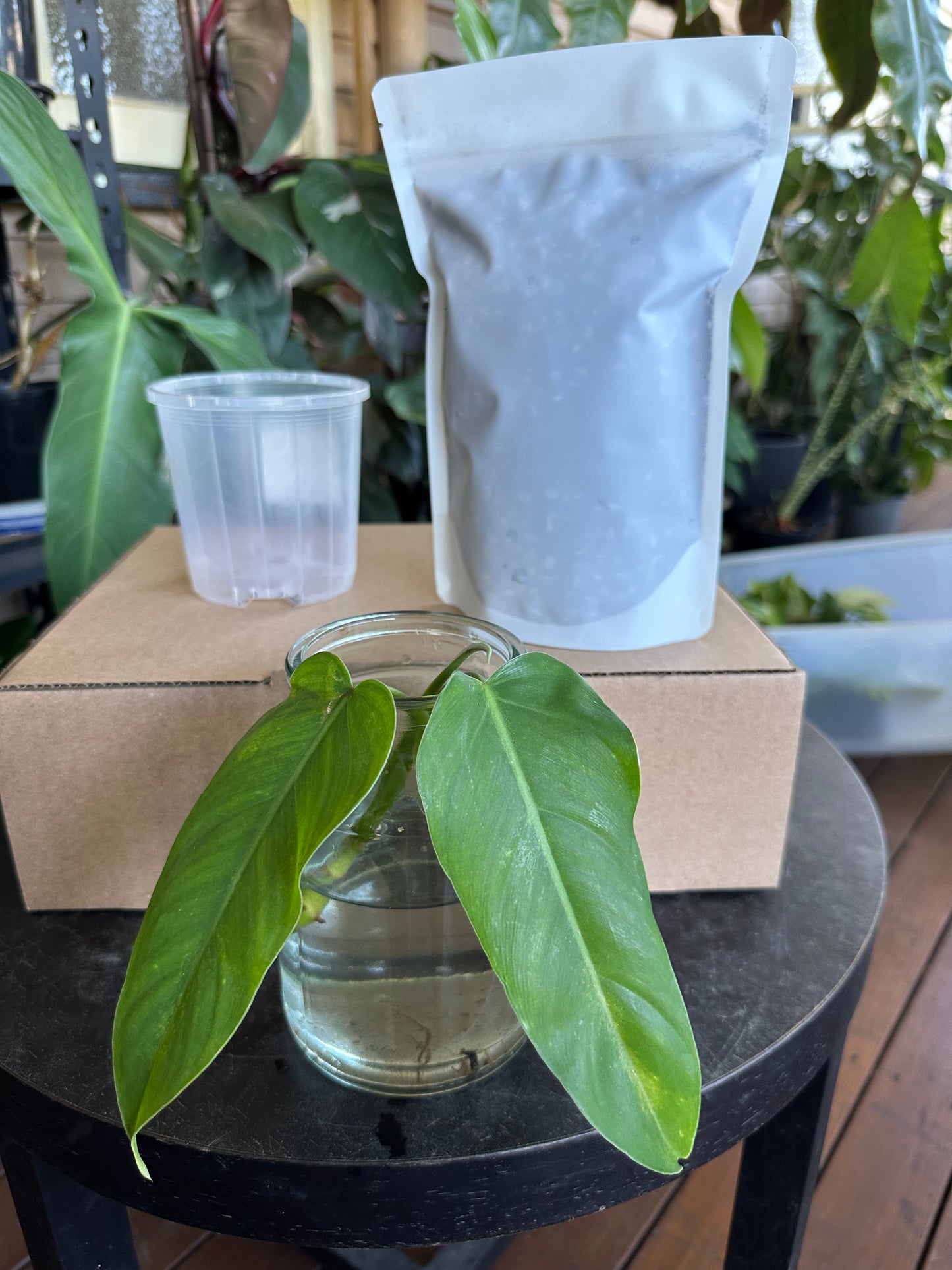 Medium Starter Kit DIY Propagation Box