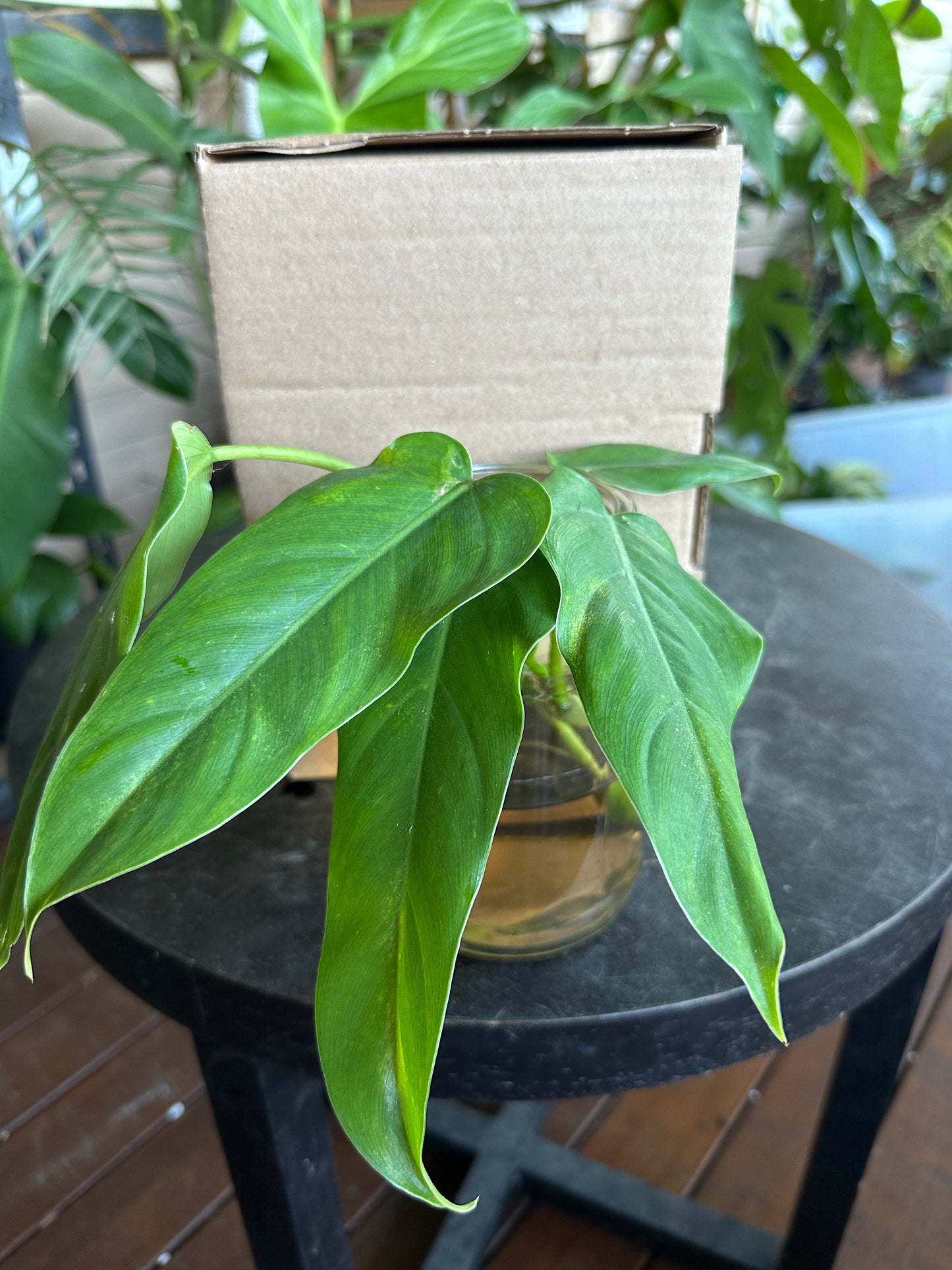 Small DIY Plant Box w/Cuttings Only