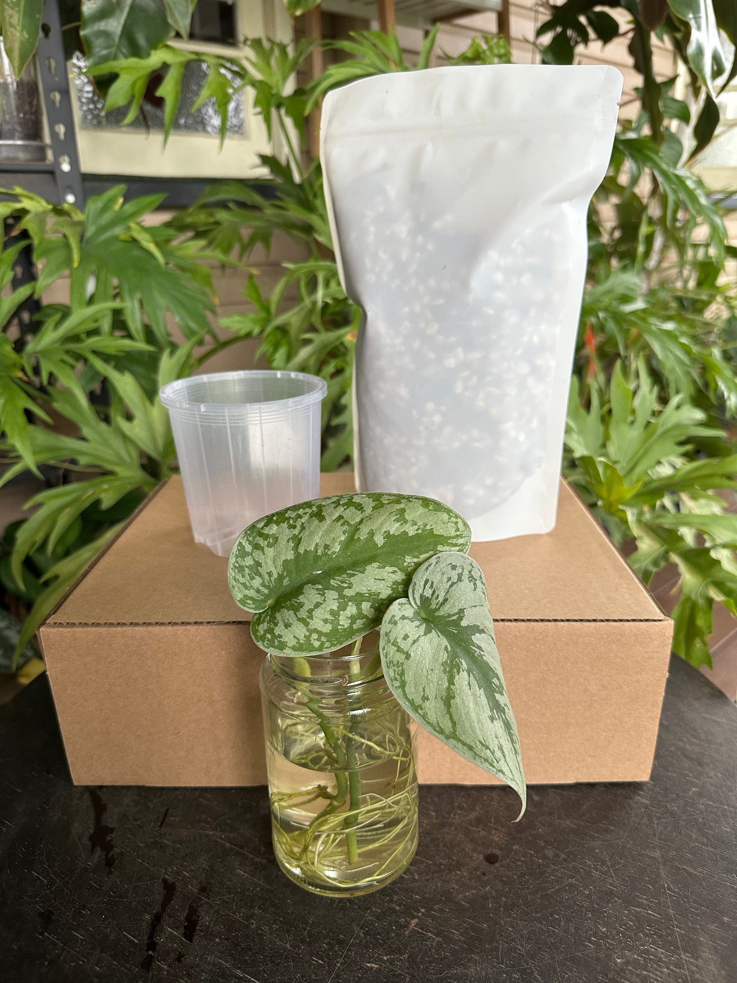 Medium Starter Kit DIY Propagation Box