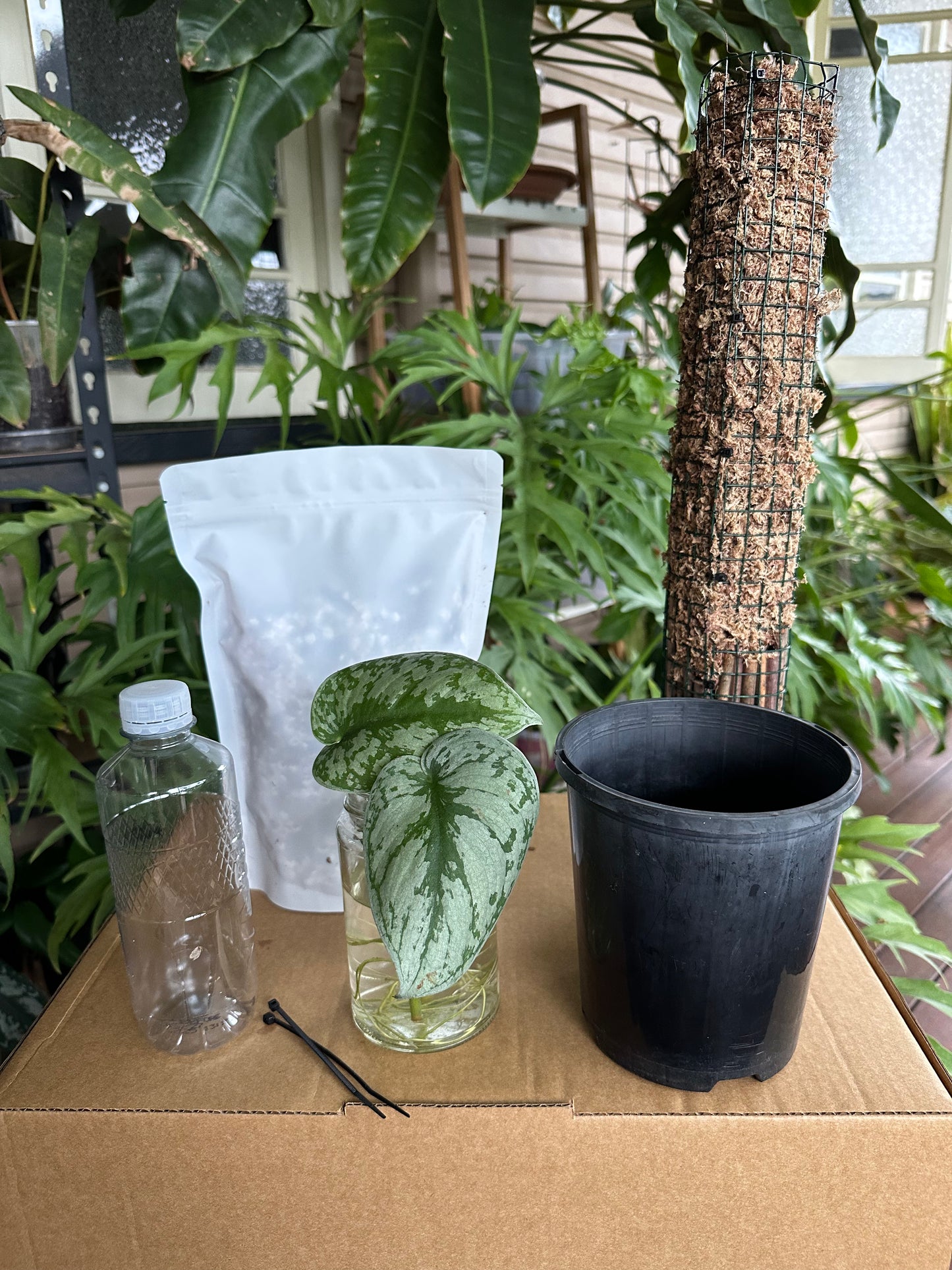Large DIY Plant Box w/Moss Pole and Cuttings