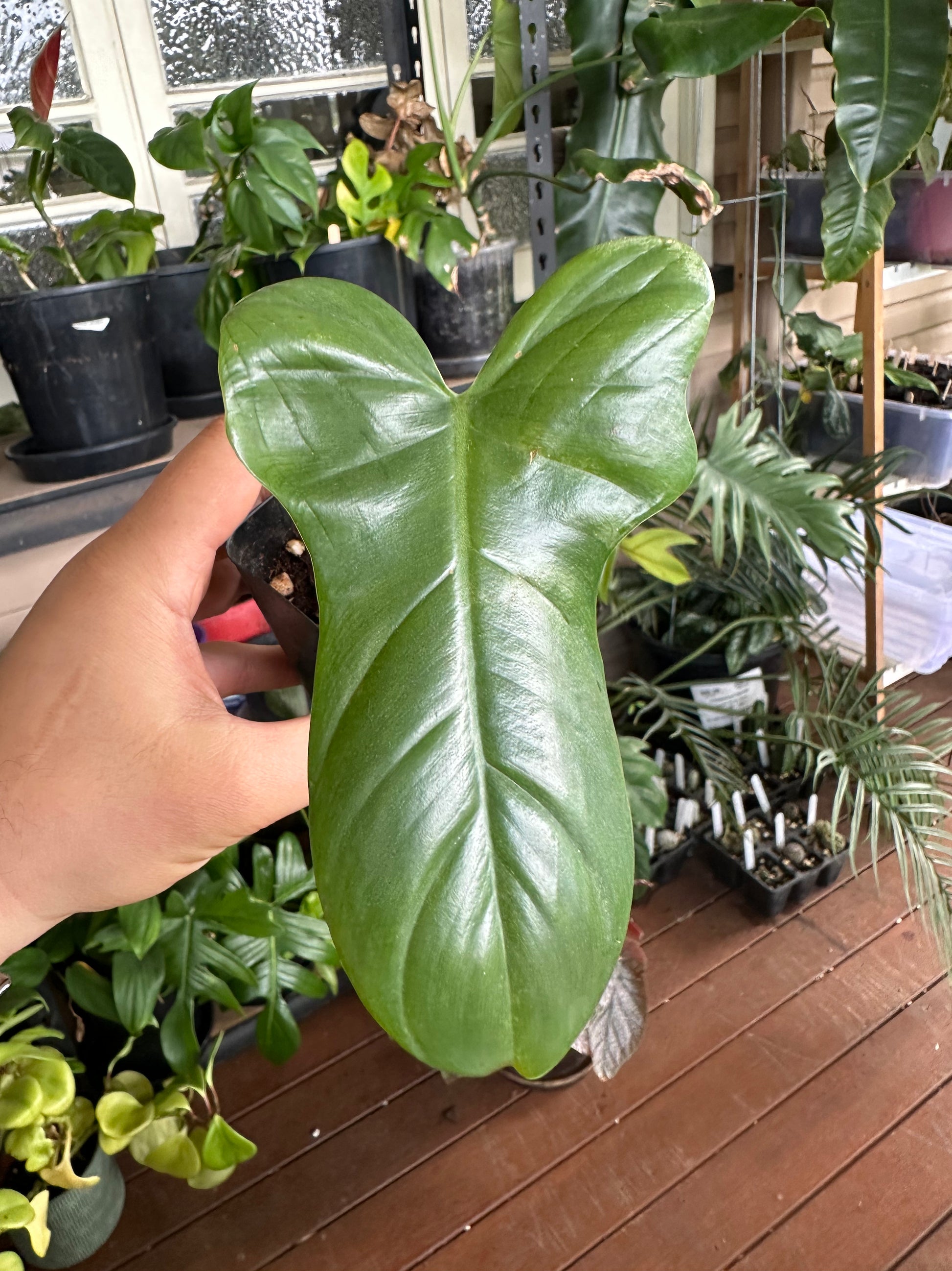 climbing philodendron bipennifolium Philodendron Bipennifolium Cuttings – Steelbradnolia