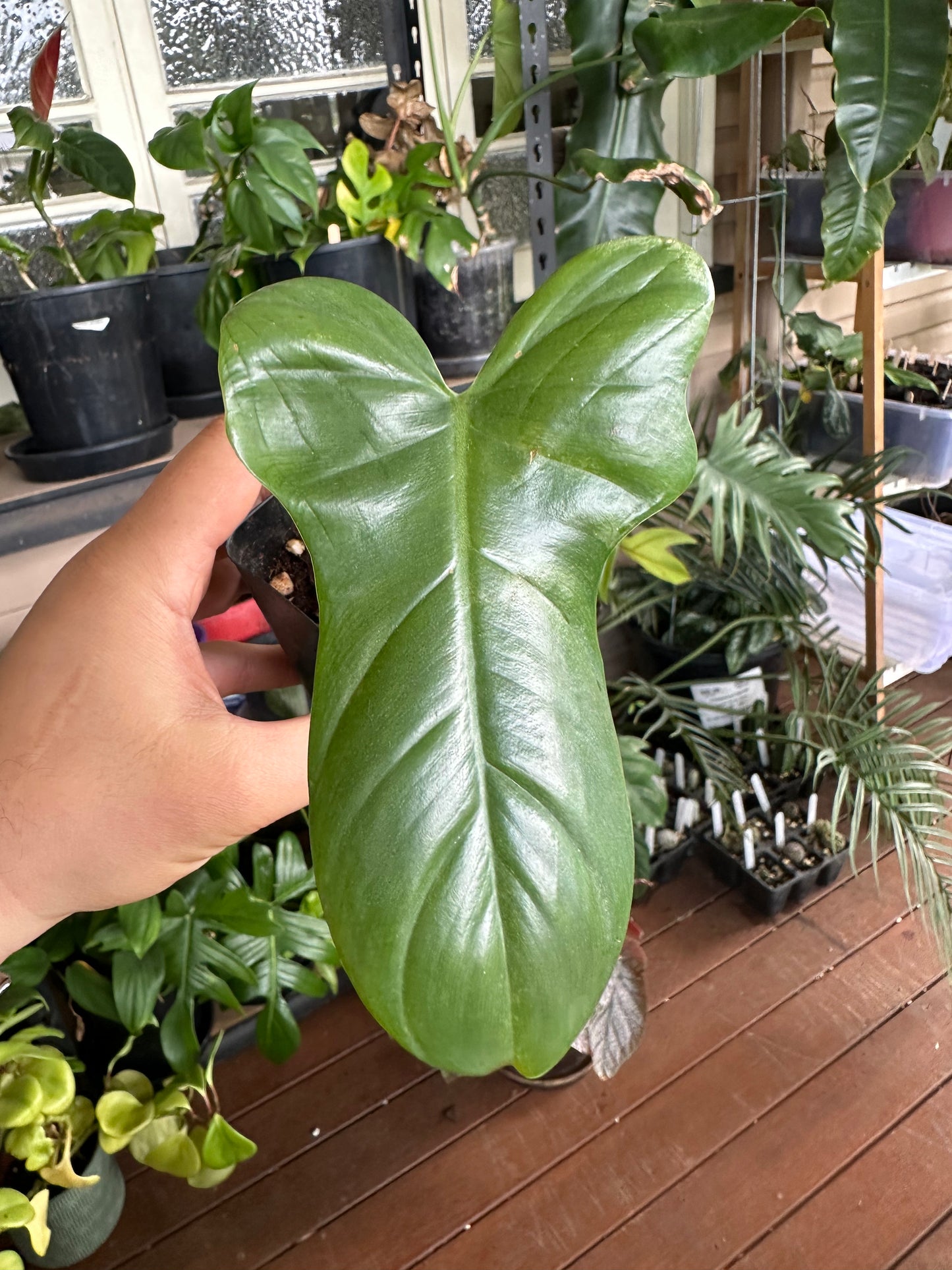 Philodendron Bipennifolium Cuttings