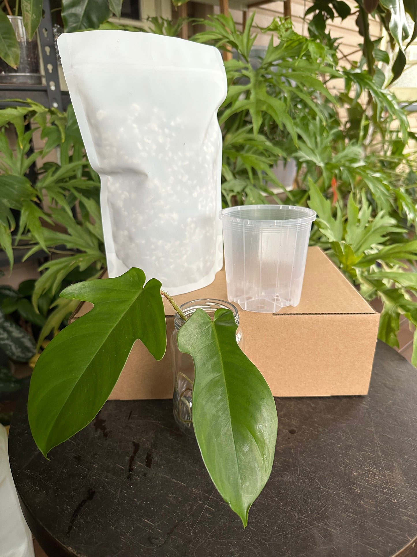 Medium Starter Kit DIY Propagation Box